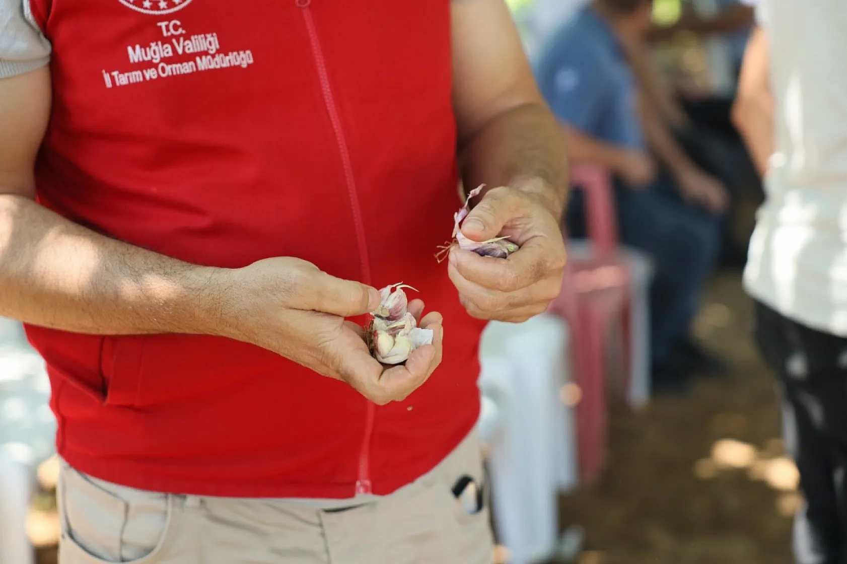 Coğrafi işaretli Ula sarımsağı ilgi odağı oldu