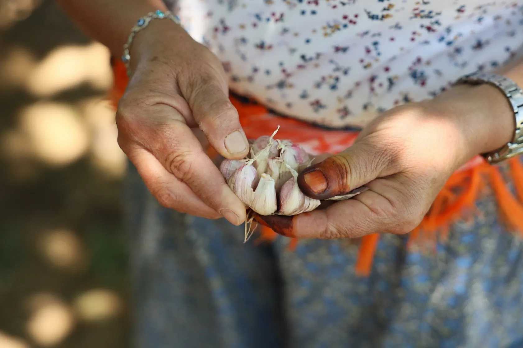 Coğrafi işaretli Ula sarımsağı ilgi odağı oldu