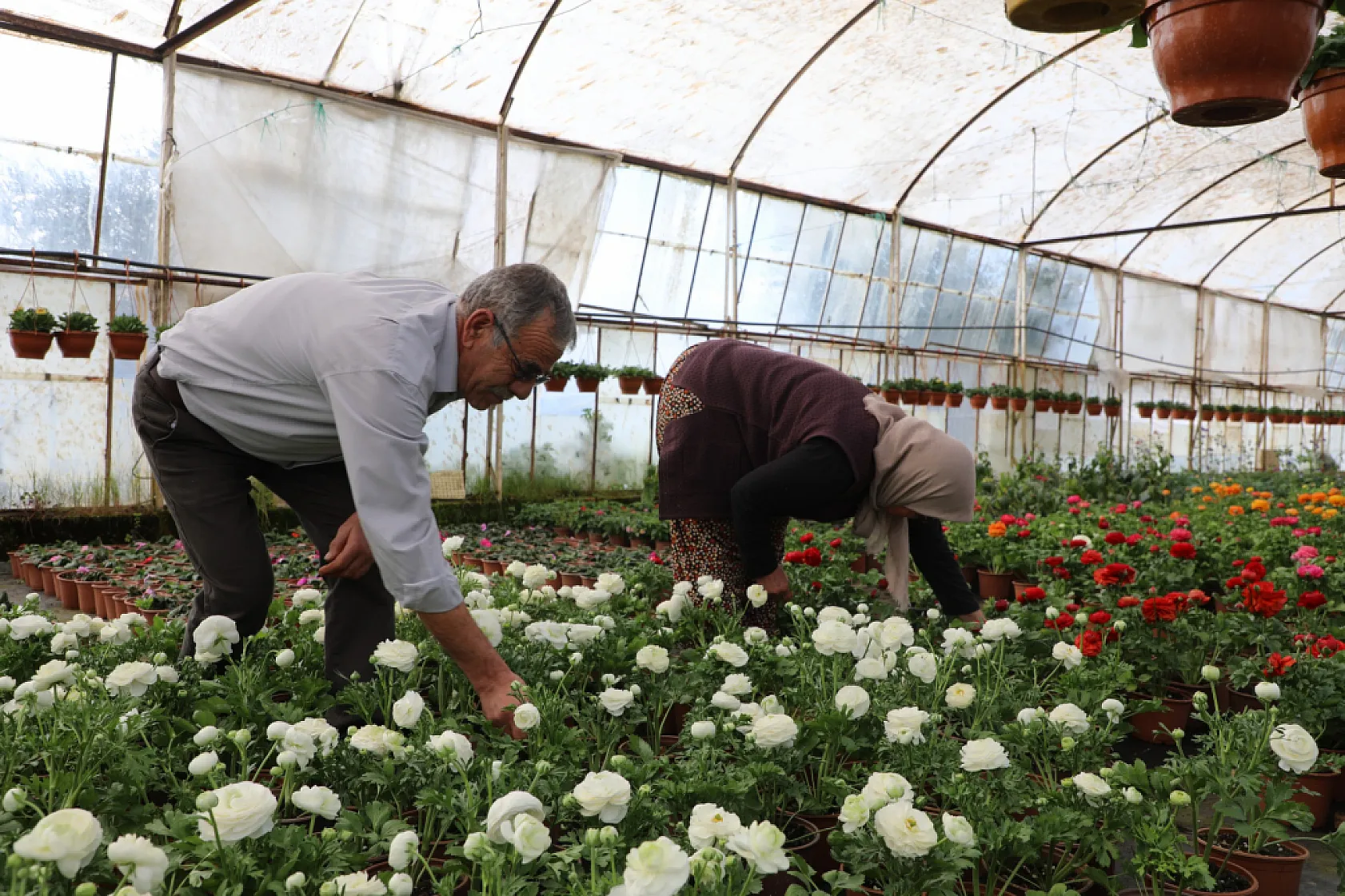 Muğla Büyükşehir Belediyesi'nin Alım Garantili Çiçek Projesi, şehri baştan yaratıyor