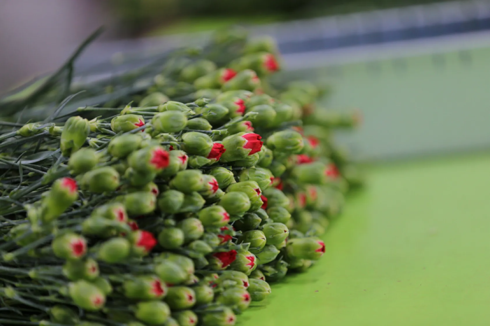 Dünya kadınlarına Türkiye'den 75 milyon dal çiçek