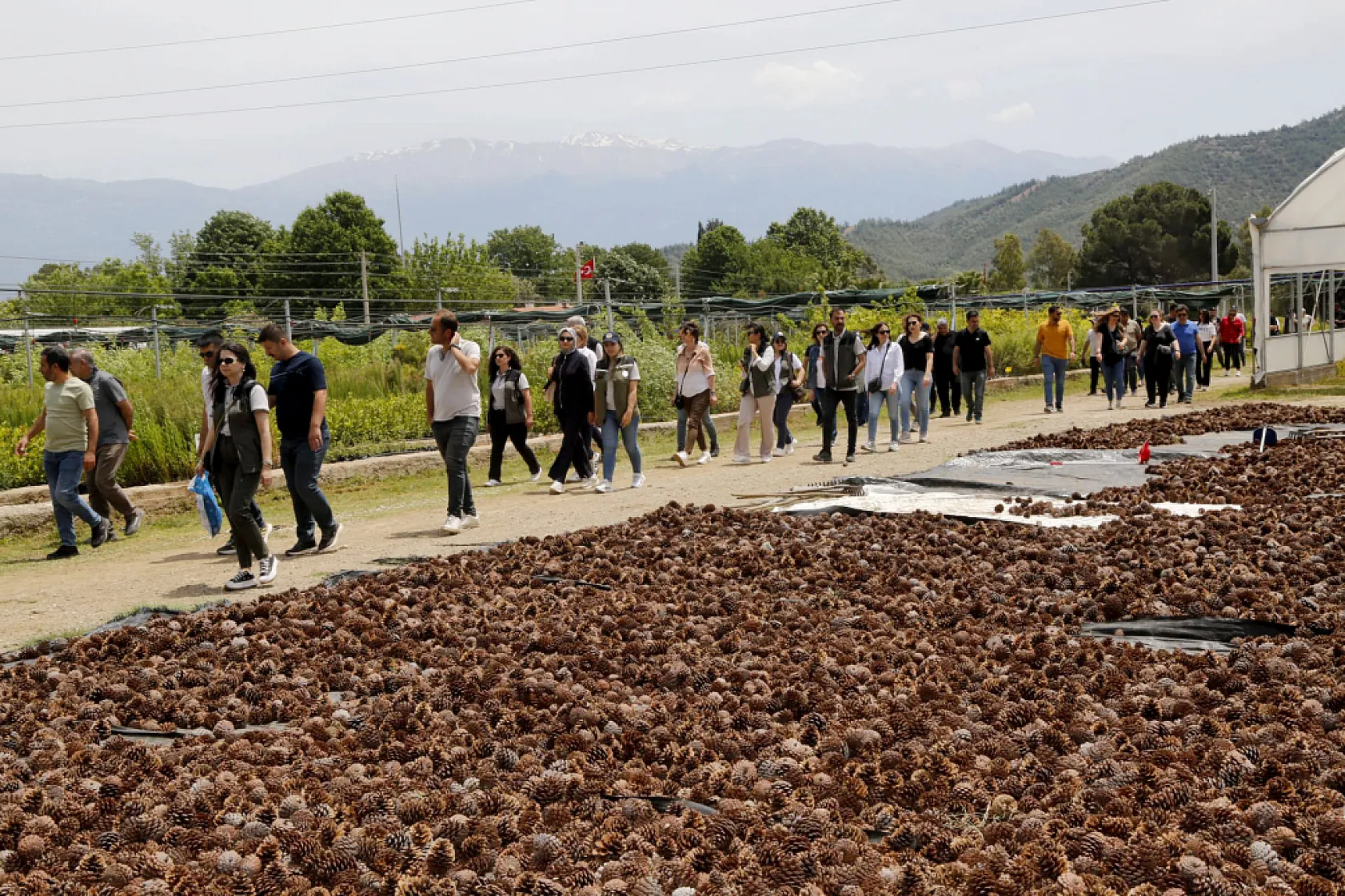 Fethiye'de ağaç ıslahı ve mekanizasyon çalışmaları ele alındı