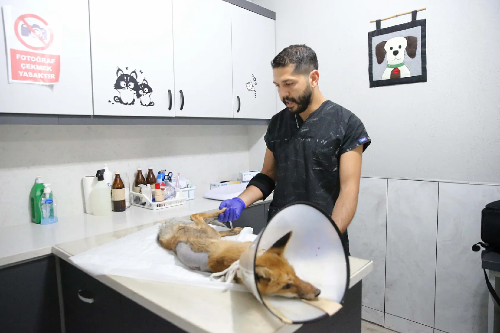 Fethiye'de omurgası kırık, felçli tilki cerrahi müdahaleyle yaşama tutundu