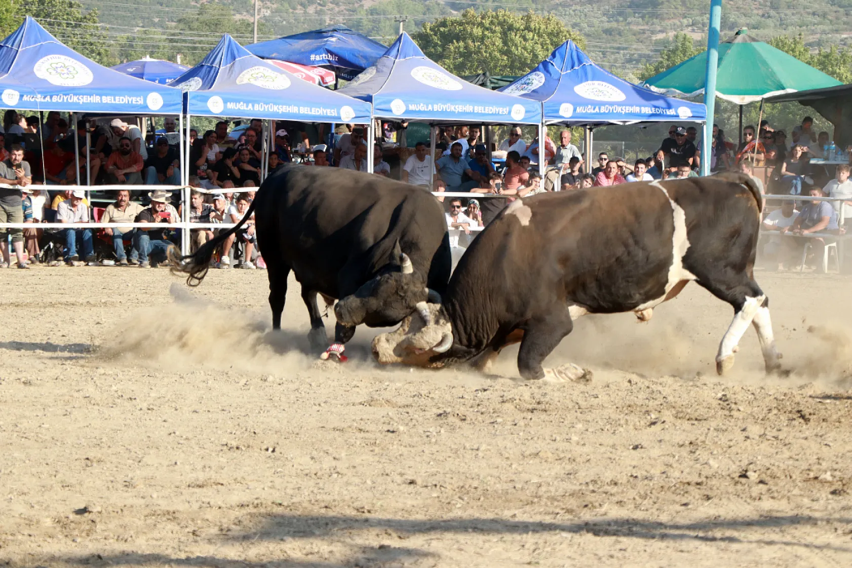 Muğla'da boğa güreşinden elde edilen gelir hasta ve engelliler için kullanıldı