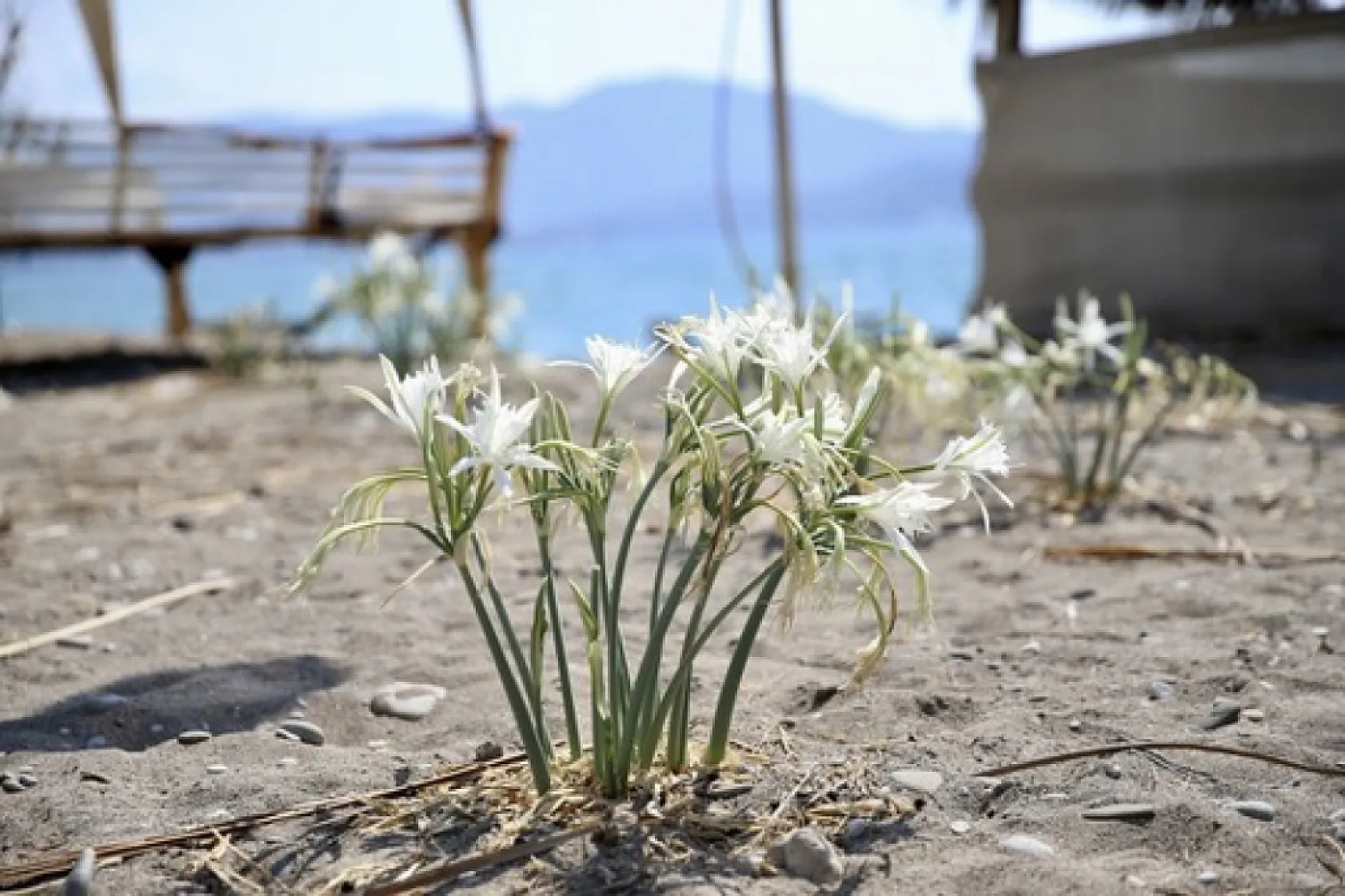 Muğla'da korunan kum zambakları çoğalıyor