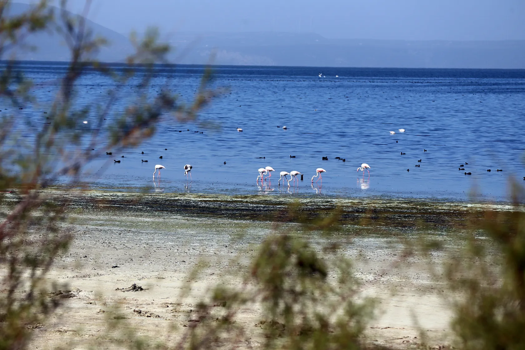 Ege Bölgesi'nin en büyük doğal gölü Bafa, kuraklığın etkisiyle 30 metre çekildi