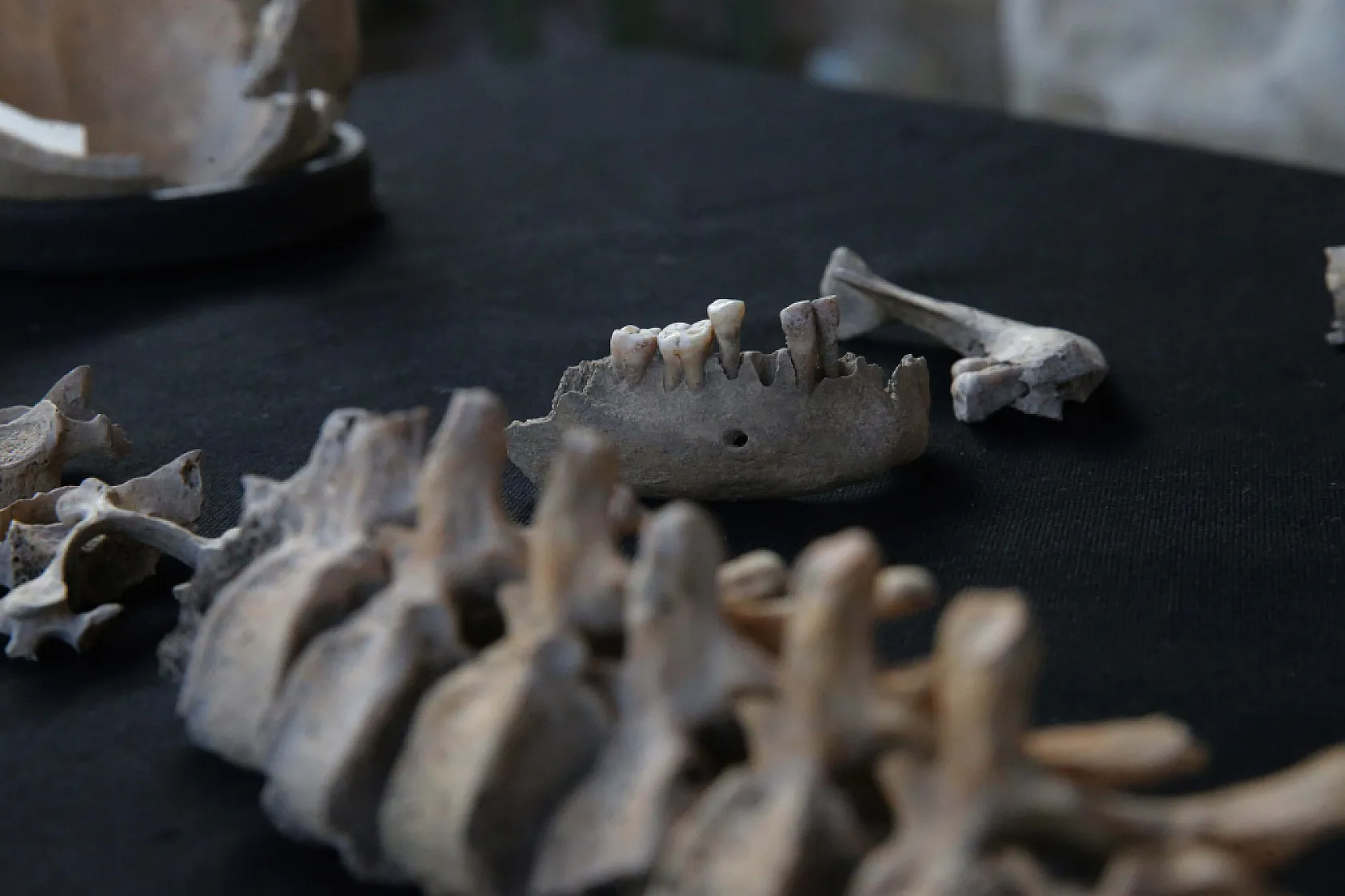 Stratonikeia'da bulunan iskeletlerde arkeogenetik çalışmalar yapılıyor