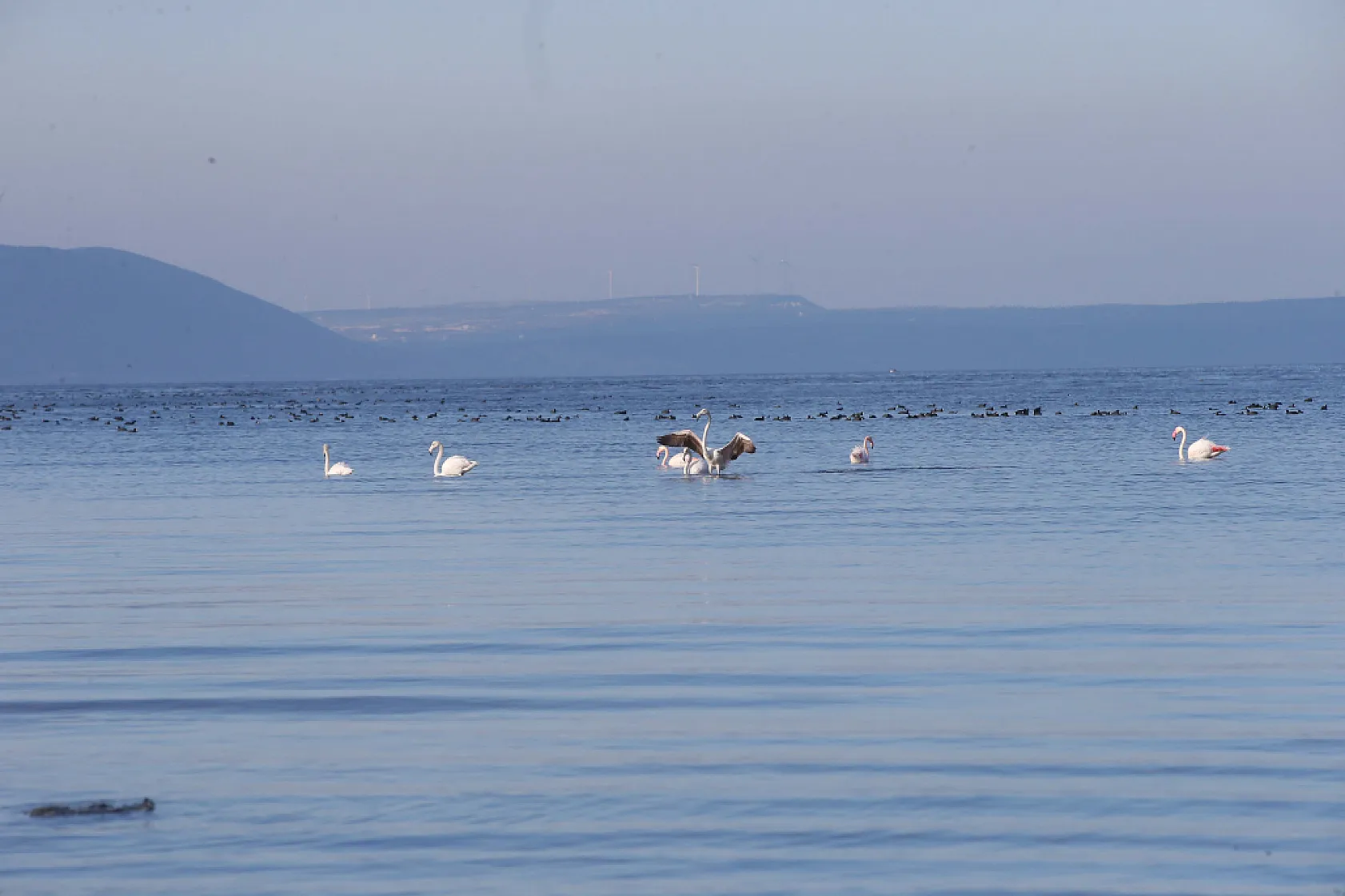 Muğla ve çevresindeki yağış bereketi Bafa Gölü'ne nefes aldırdı