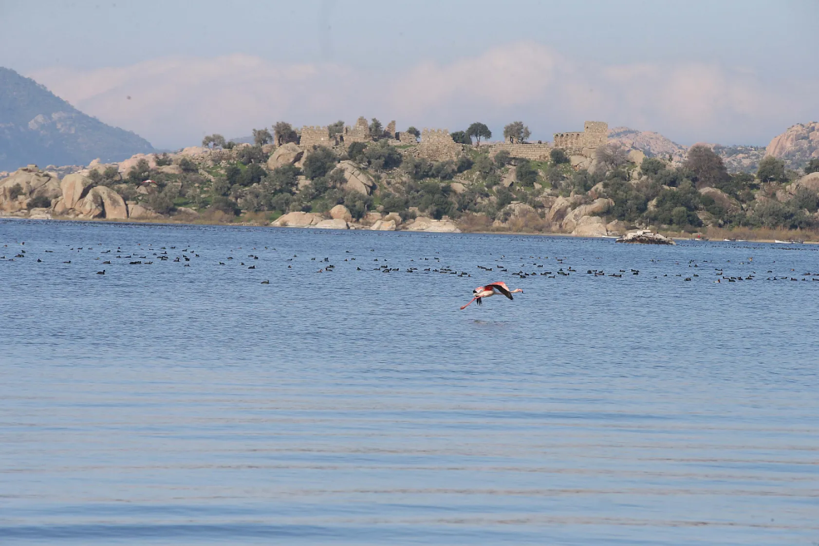 Muğla ve çevresindeki yağış bereketi Bafa Gölü'ne nefes aldırdı