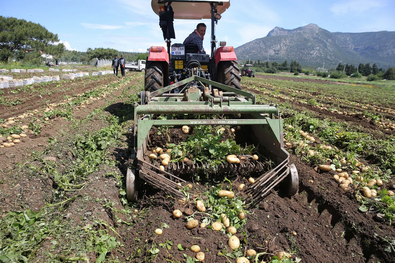 Datça'da turfanda patates hasadı yapılıyor