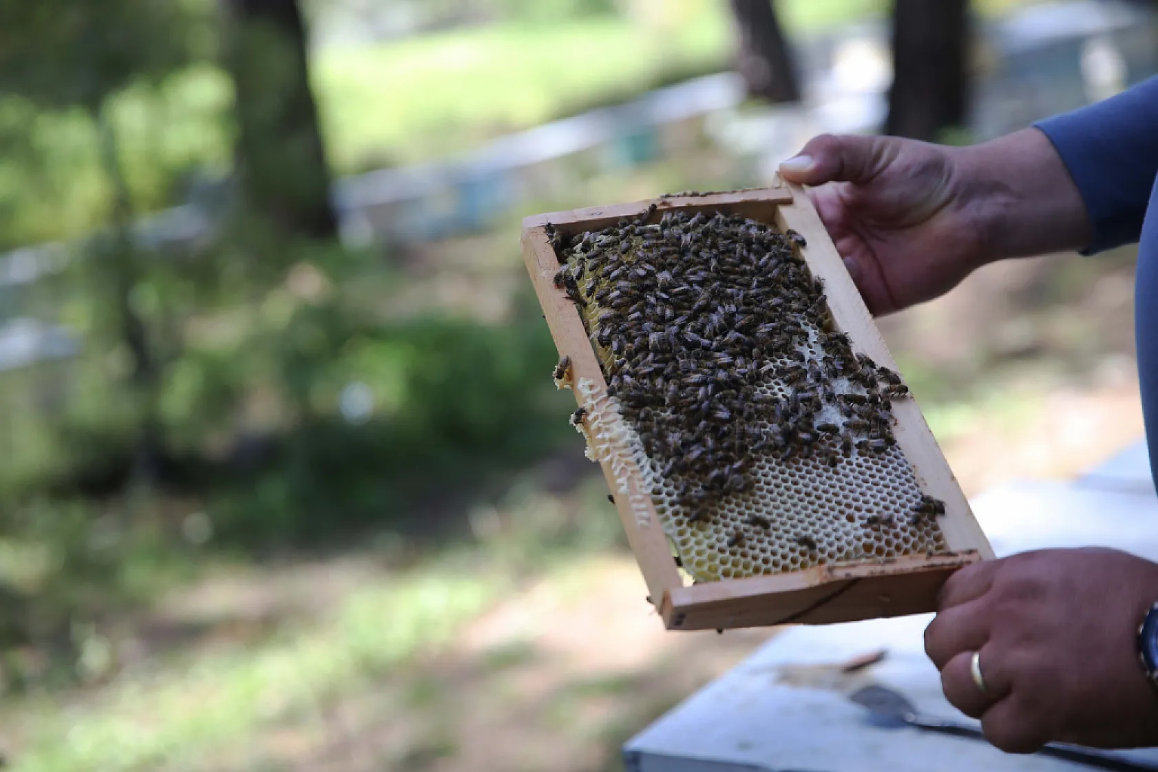 Muğla'da  Arıcılık yapan genç çiftçi kendi ürünlerini aracısız satmak istiyor