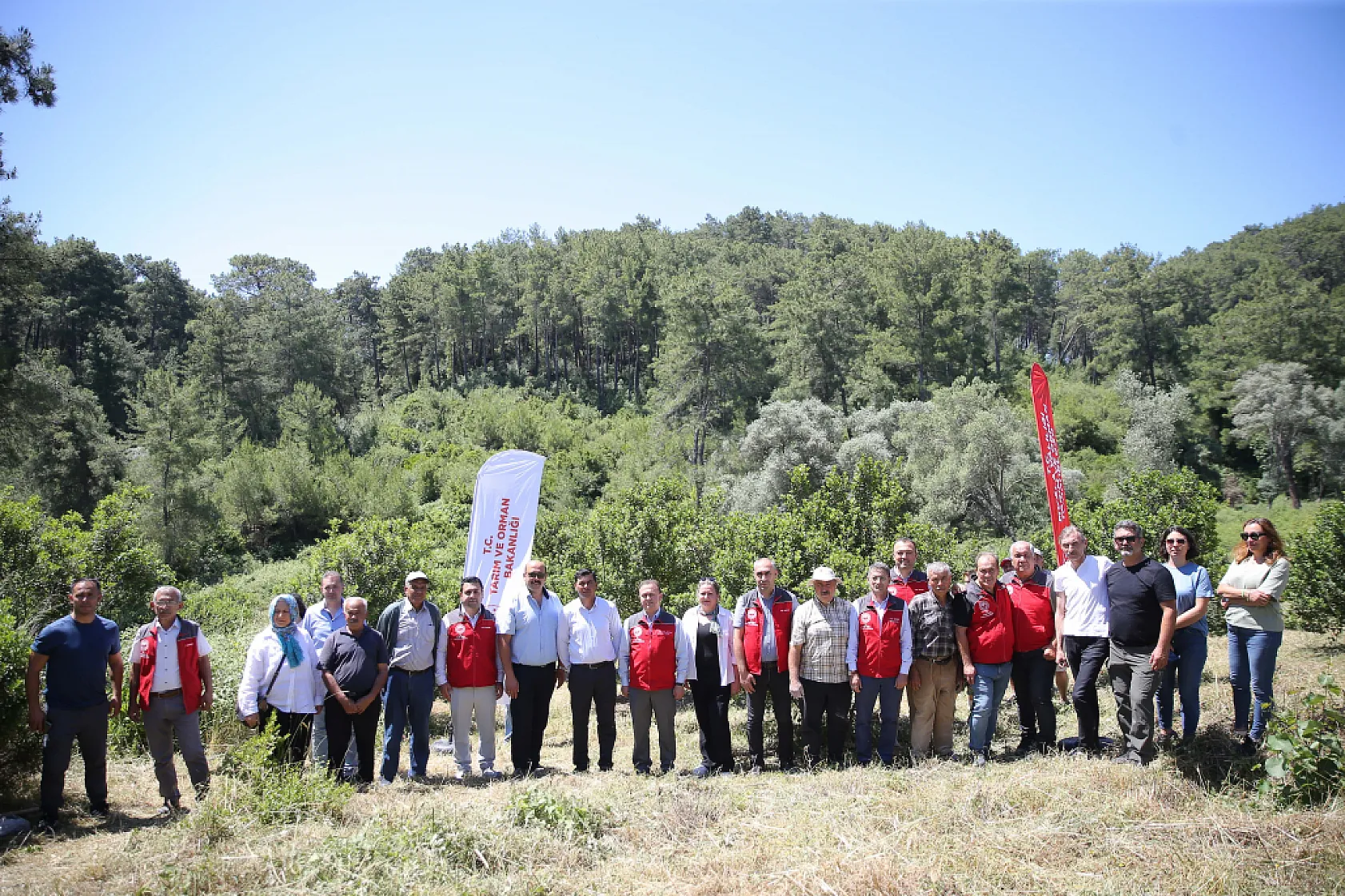 Muğla'da 10 yıl önce dikilen sakız ağaçlarında ilk hasat için çizim yapıldı