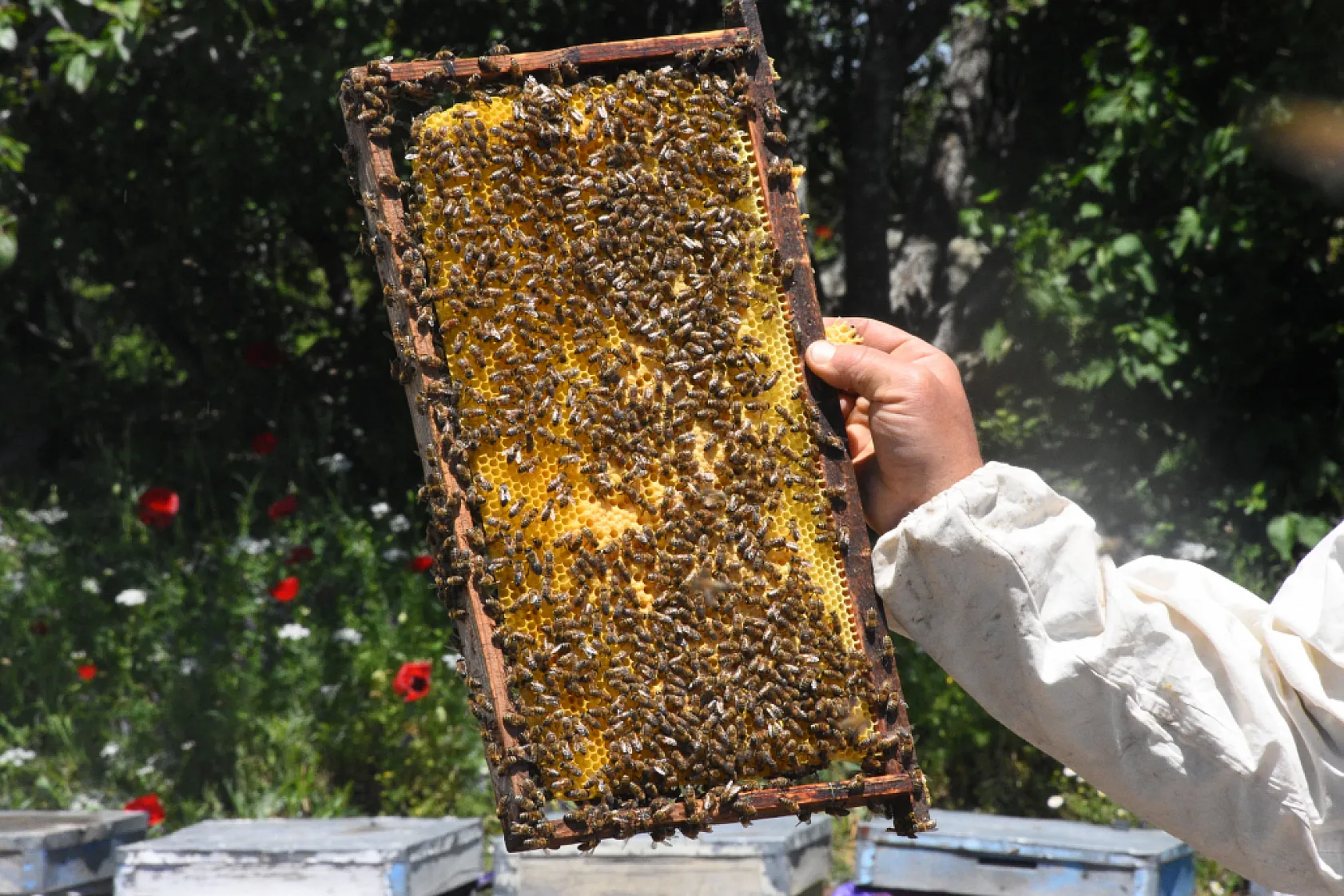 Muğlalı Arıcılar Kocatepe Yaylalarında Kaliteli Çiçek Balı Üretimine Hazırlanıyor