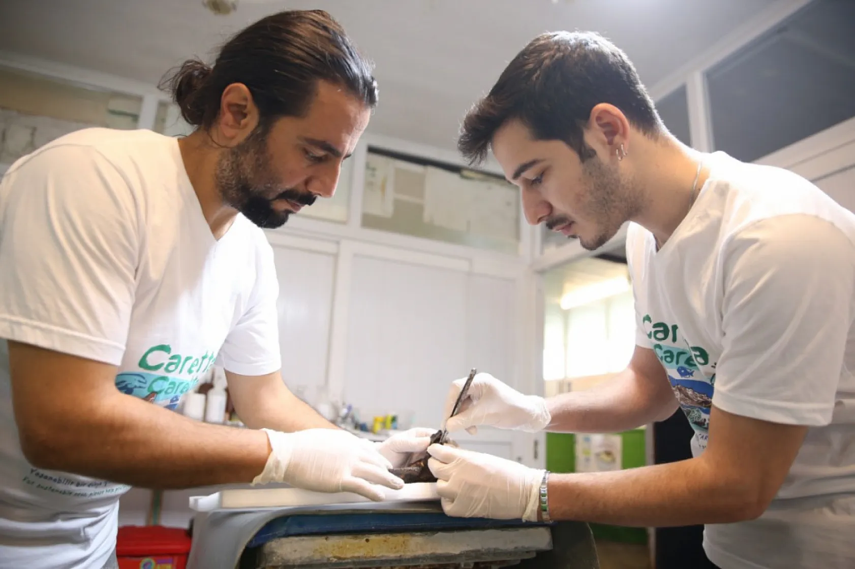 Yaralı bulunan caretta caretta yavrusu 'Arda'nın tedavisi Muğla'da devam ediyor