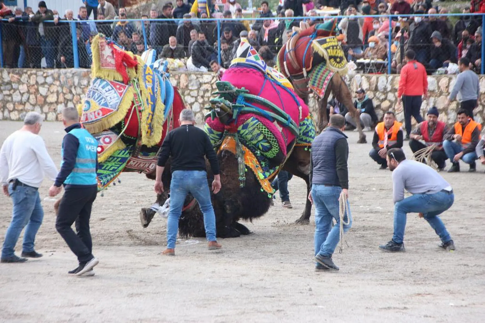 Deve Güreşi Festivali İçin Geri Sayım Başladı
