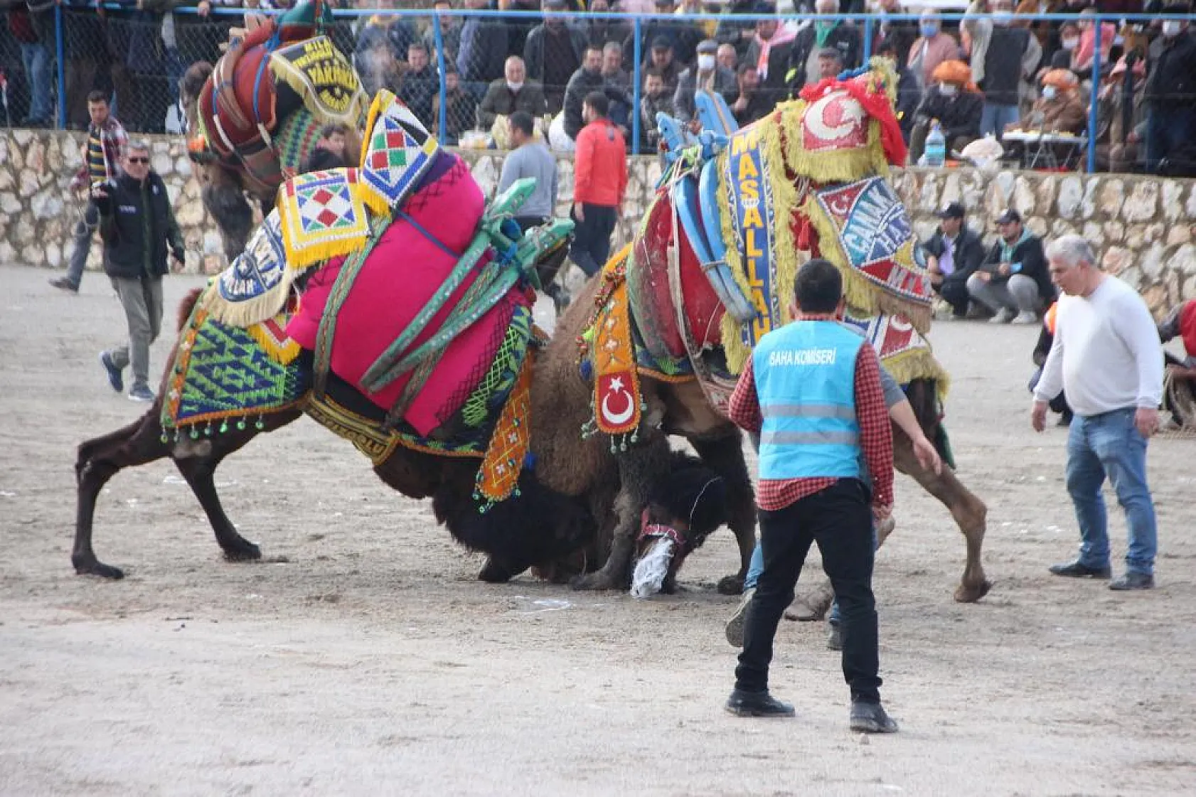 Deve Güreşi Festivali İçin Geri Sayım Başladı