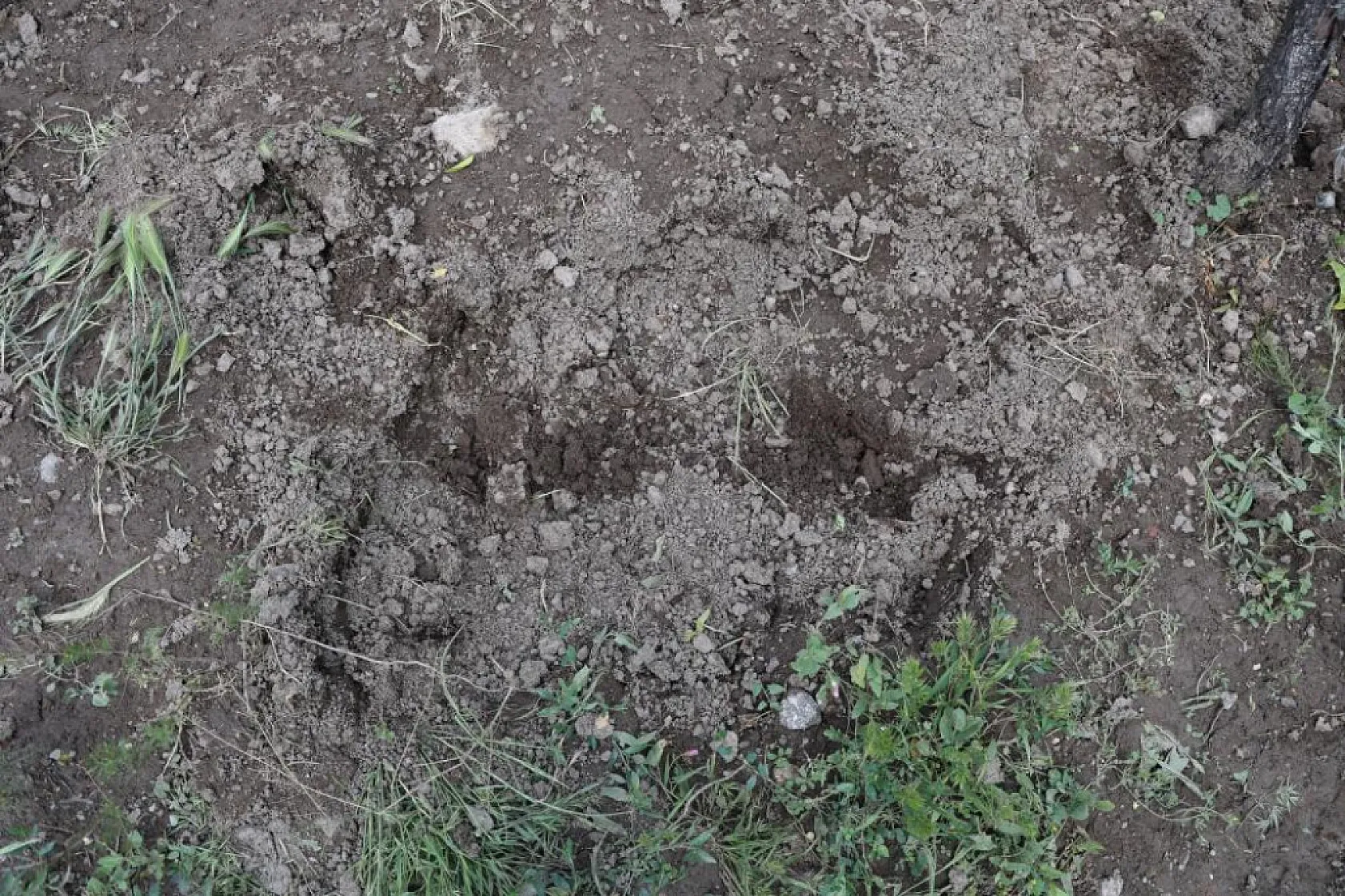 Kan donduran cinayetin dehşet veren detayları ortaya çıktı