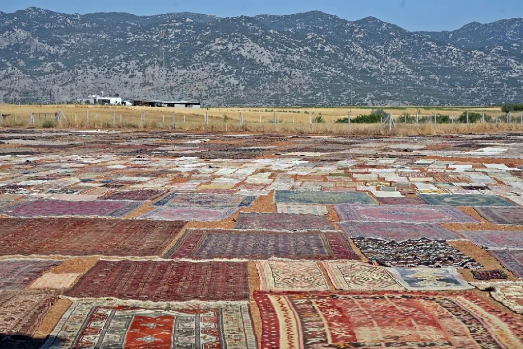 ABD'deki binlerce halı meraklısının gözü bu tarlada