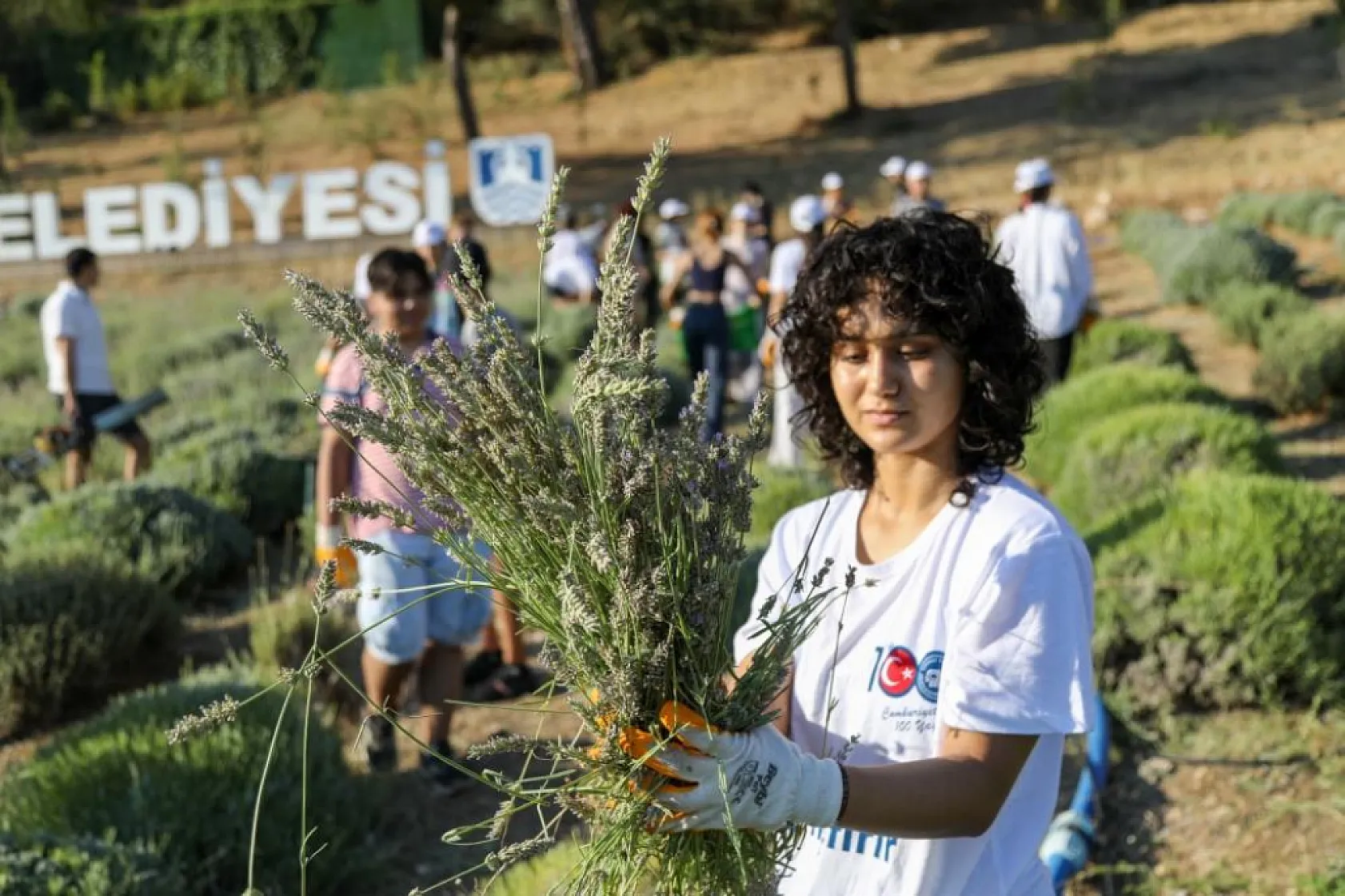 Kalpleri Fethedecek Morluk: Etrim'de Lavanta Hasadı