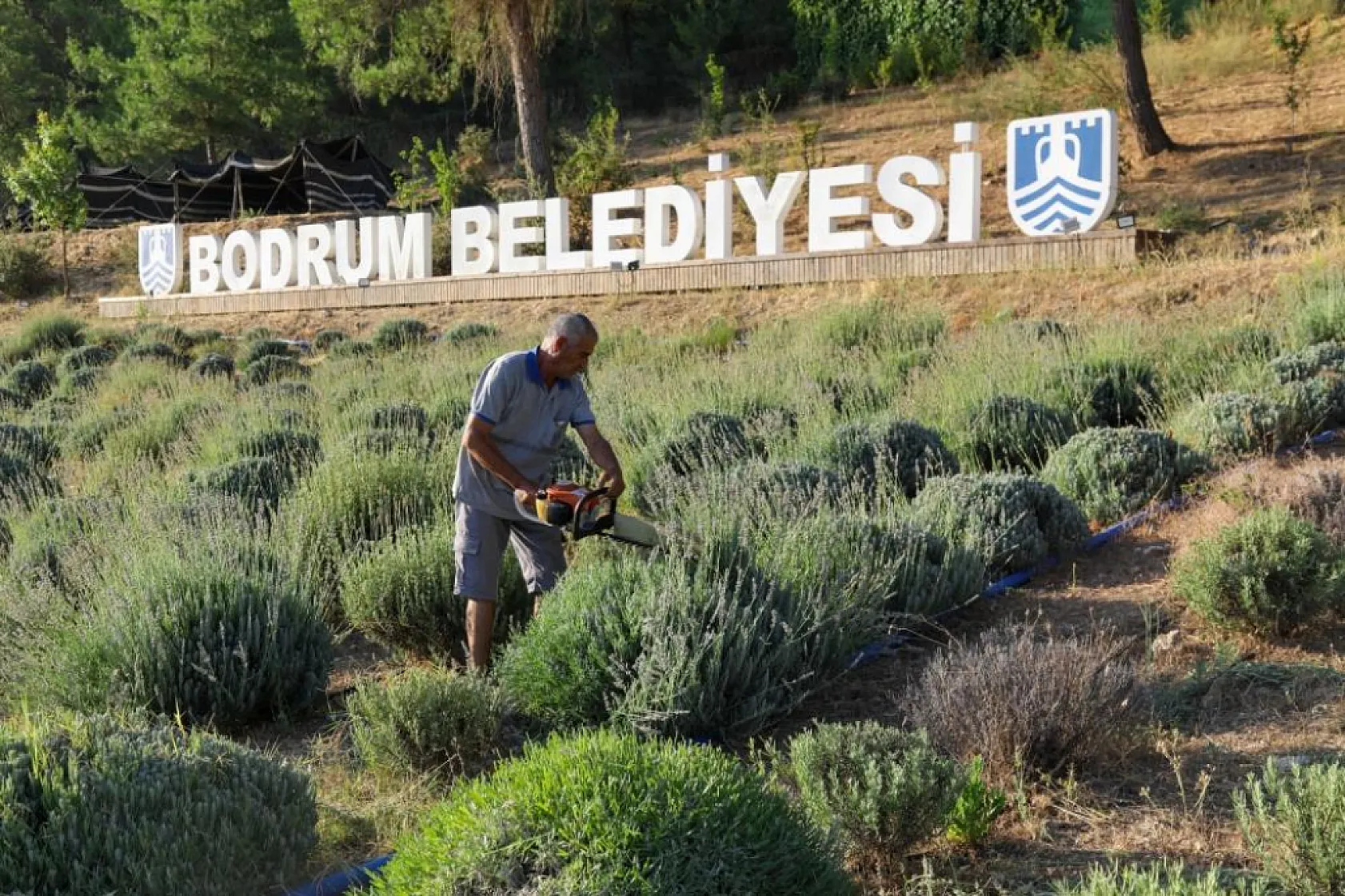 Kalpleri Fethedecek Morluk: Etrim'de Lavanta Hasadı