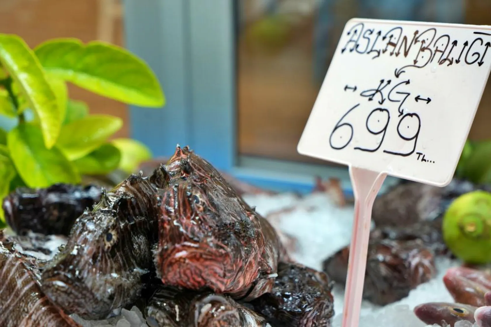 Zehirli Dikenler Lezzetle Buluştu,  Aslan Balığı'nın kilosu 699 TL'den satılıyor 