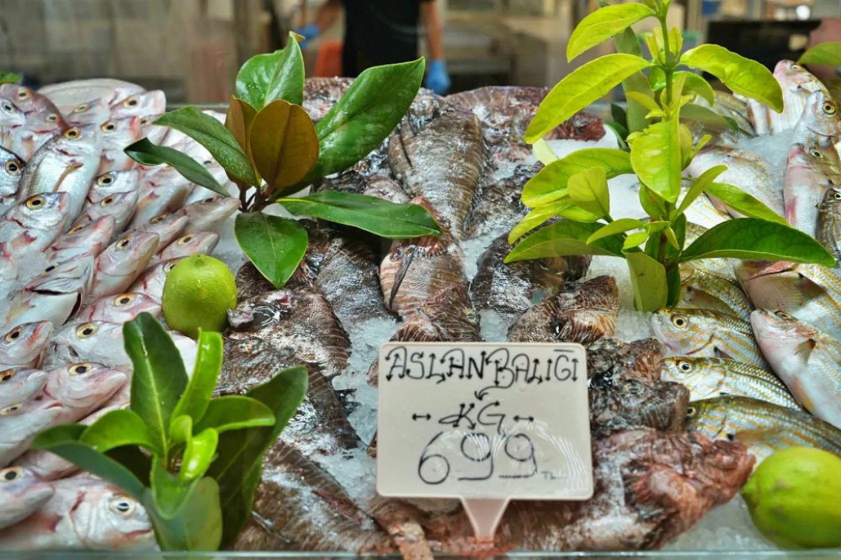 Zehirli Dikenler Lezzetle Buluştu,  Aslan Balığı'nın kilosu 699 TL'den satılıyor 