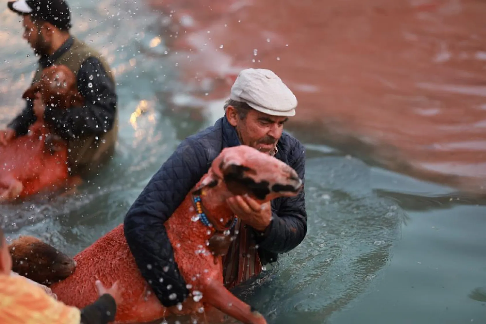 Kök boyalarla boyanıp boncuklarla süslenen koyunlar, çobanların arkasından suya atladı