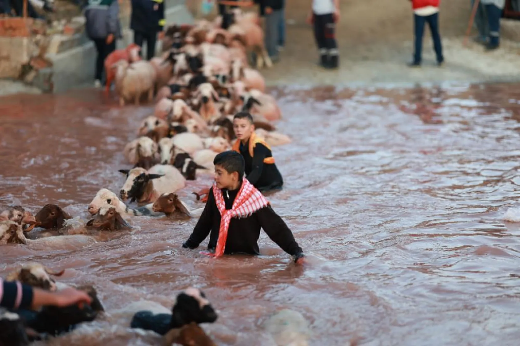 Kök boyalarla boyanıp boncuklarla süslenen koyunlar, çobanların arkasından suya atladı