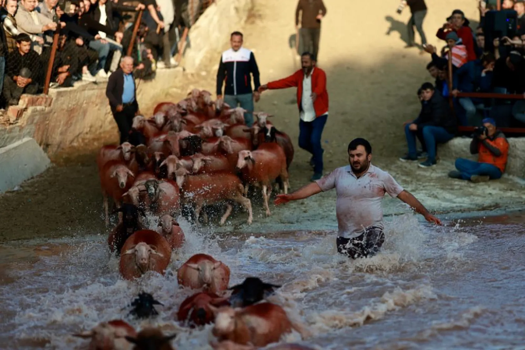 Kök boyalarla boyanıp boncuklarla süslenen koyunlar, çobanların arkasından suya atladı