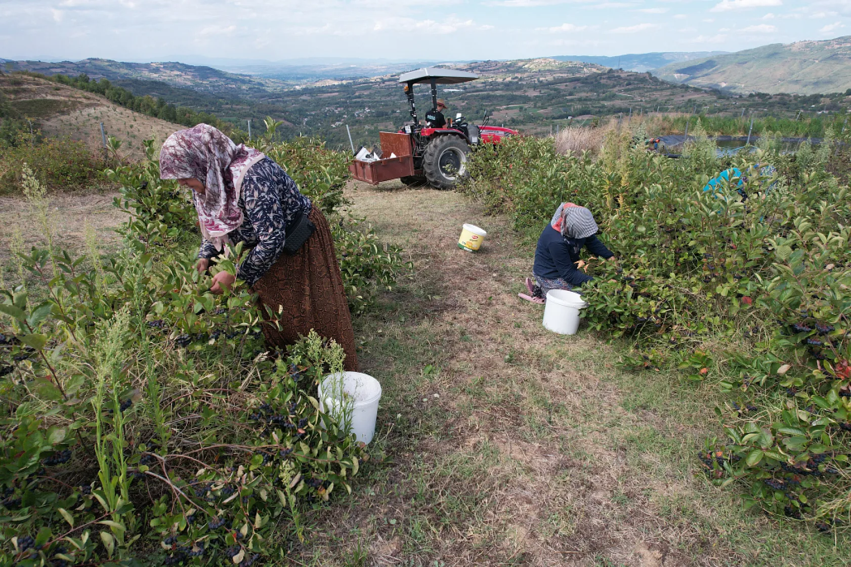 Hücreleri yeniliyor, diyabete iyi geliyor şimdi pazar arıyor