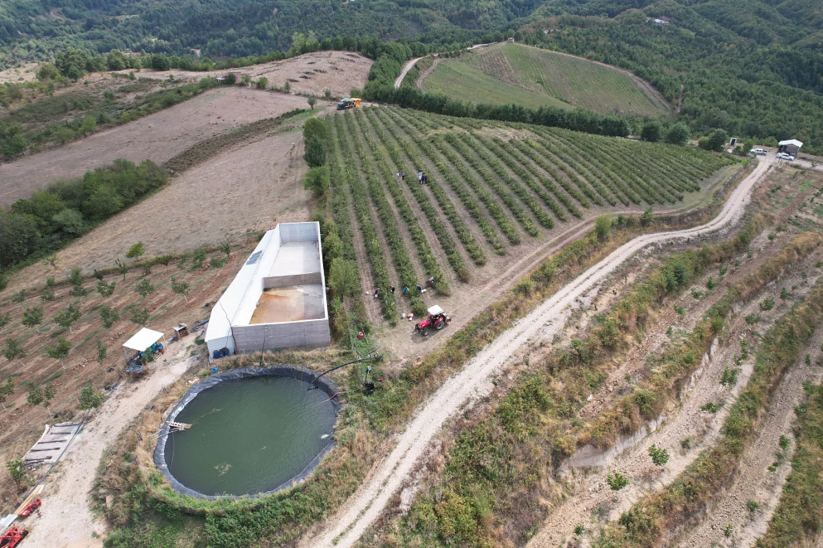Hücreleri yeniliyor, diyabete iyi geliyor şimdi pazar arıyor