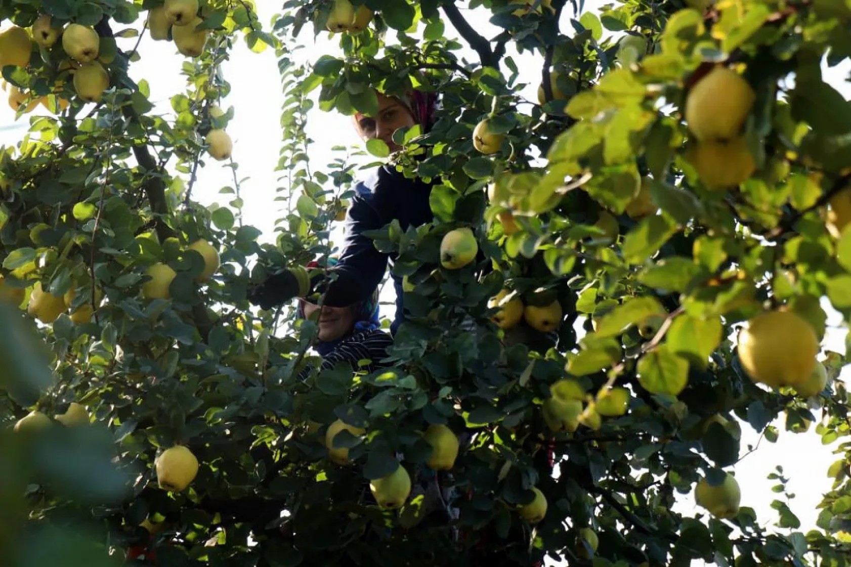 Dünyada rakibi yok: Dalların altın sarısında hasat zamanı