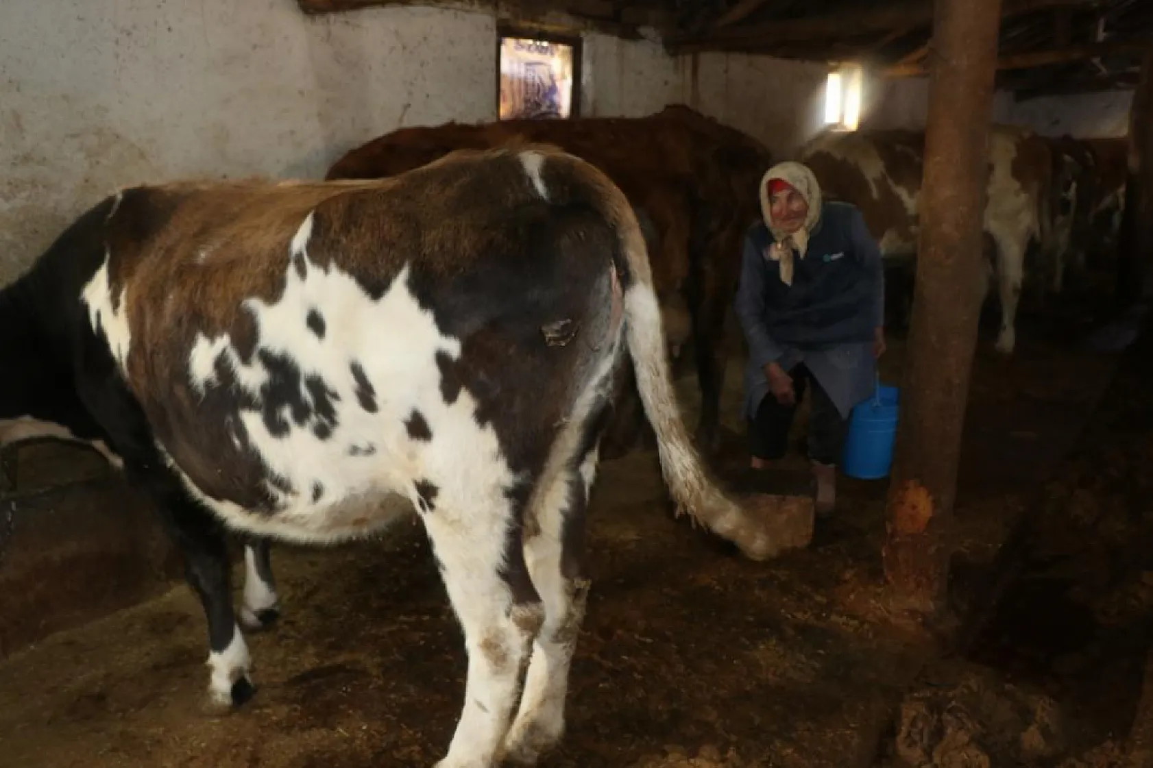 79 yaşındaki Dilber ninenin inanılmaz hayat mücadelesi görenlere 'maşallah' dedirtiyor