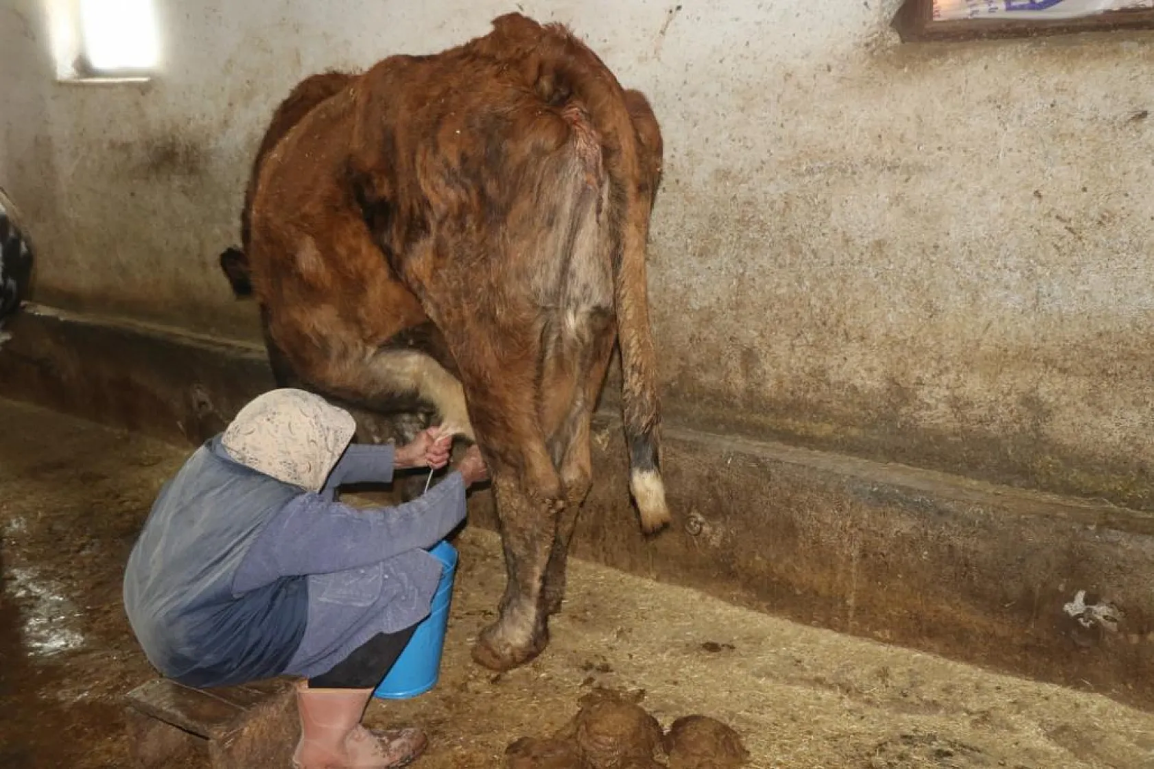 79 yaşındaki Dilber ninenin inanılmaz hayat mücadelesi görenlere 'maşallah' dedirtiyor