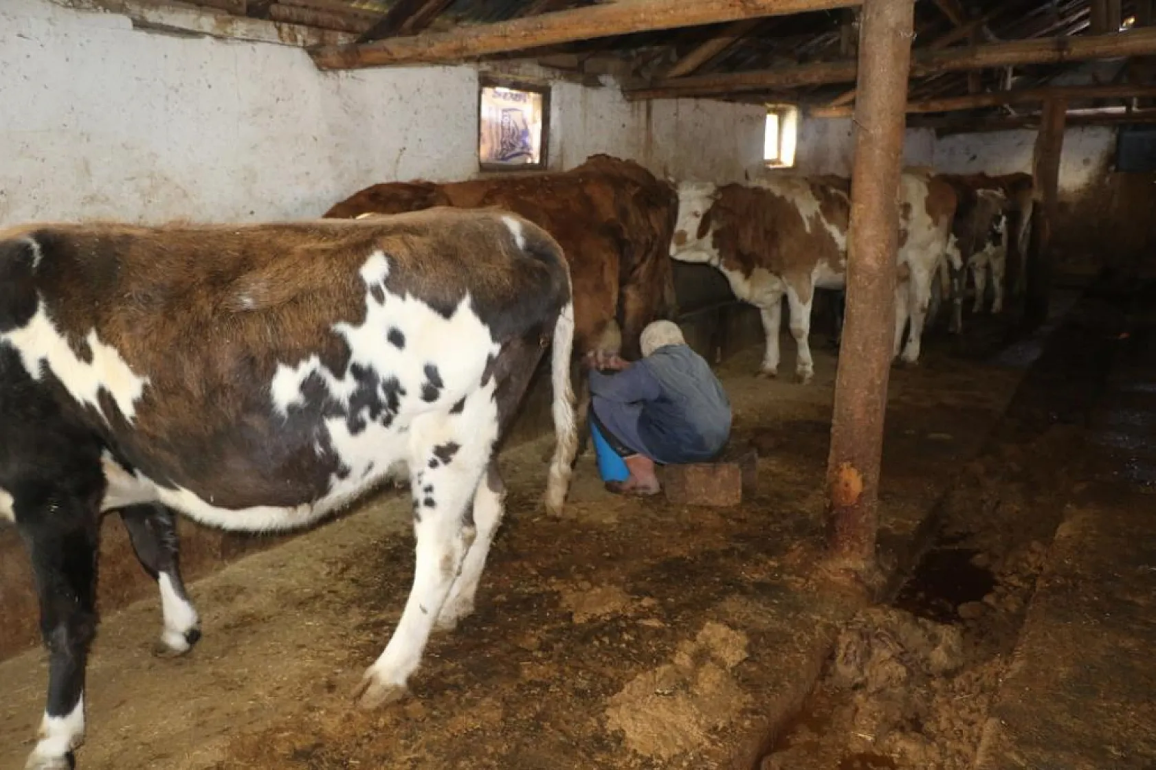 79 yaşındaki Dilber ninenin inanılmaz hayat mücadelesi görenlere 'maşallah' dedirtiyor