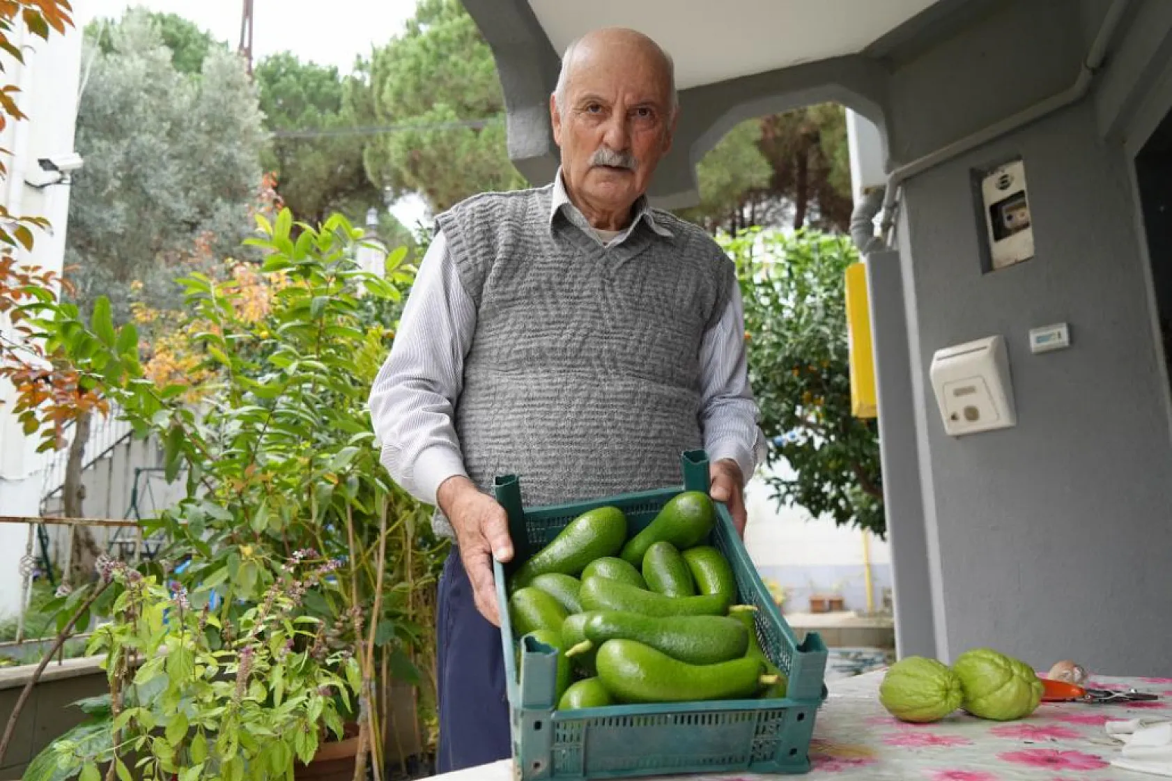 Anavatanı Meksika olan avokadoyu 14 yıldır üretiyor
