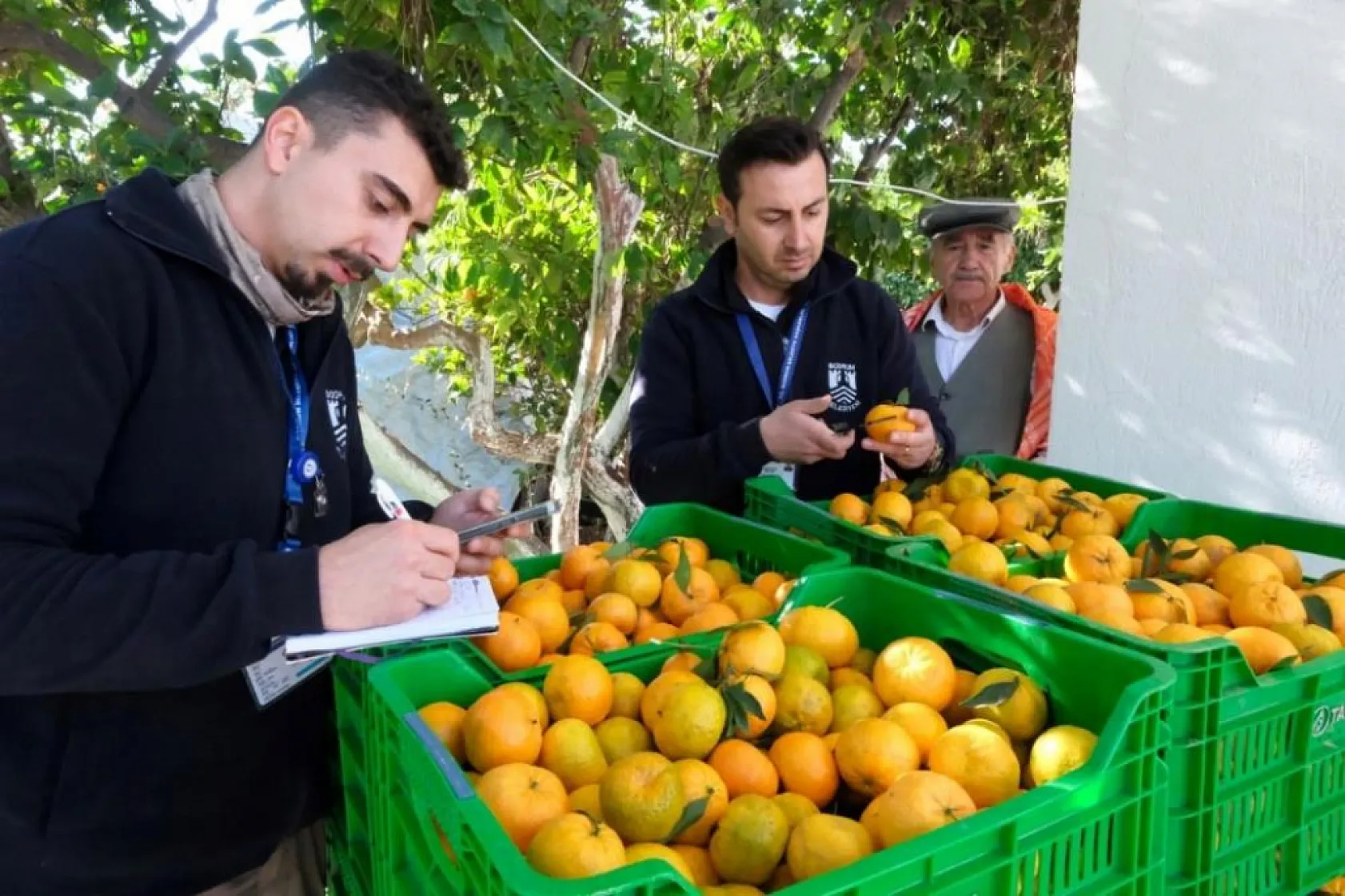 Başkan Mandalinci, mandalina hasadına katıldı