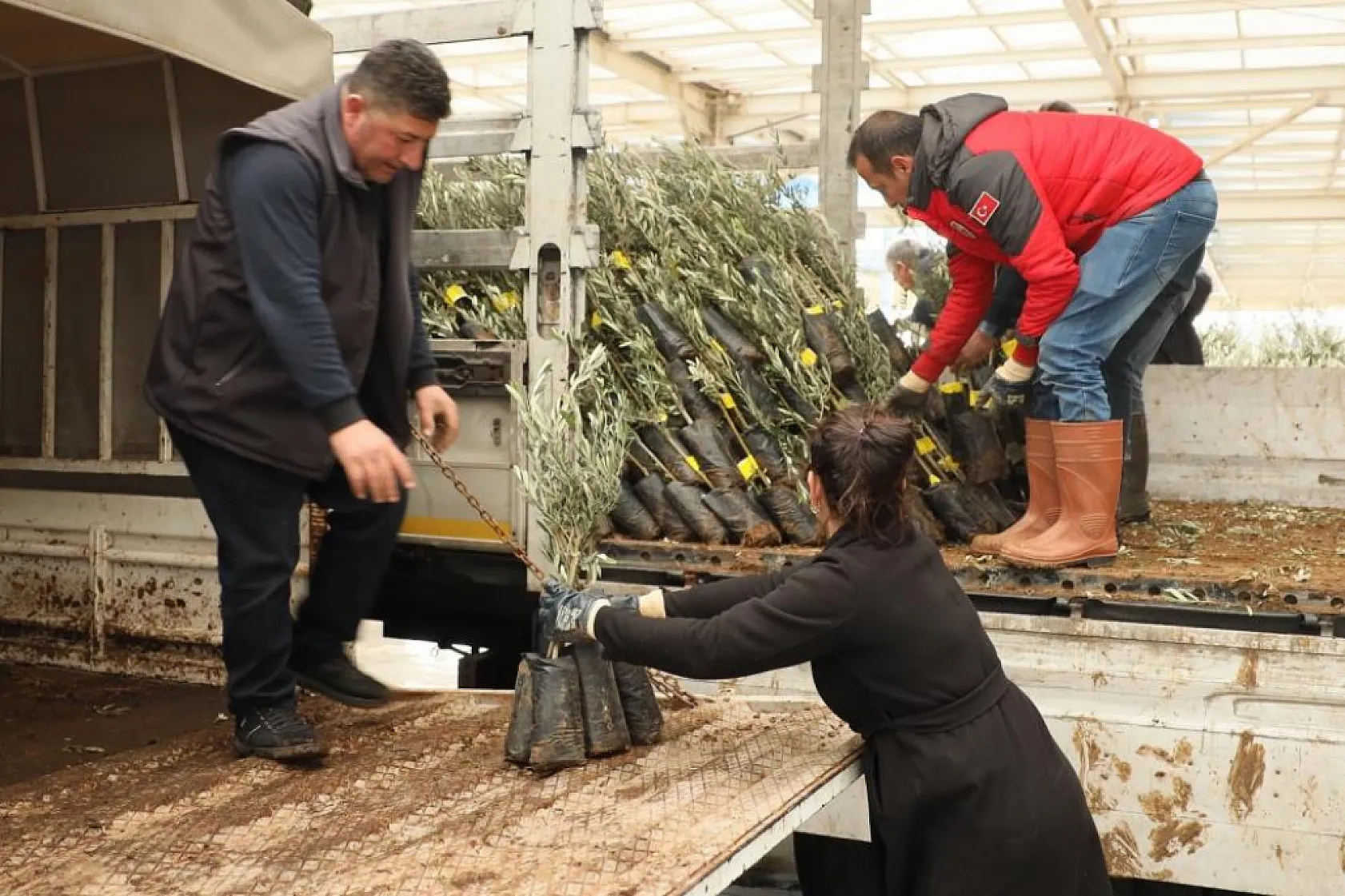 Muğla'da 20 bin zeytin fidanı toprakla buluştu