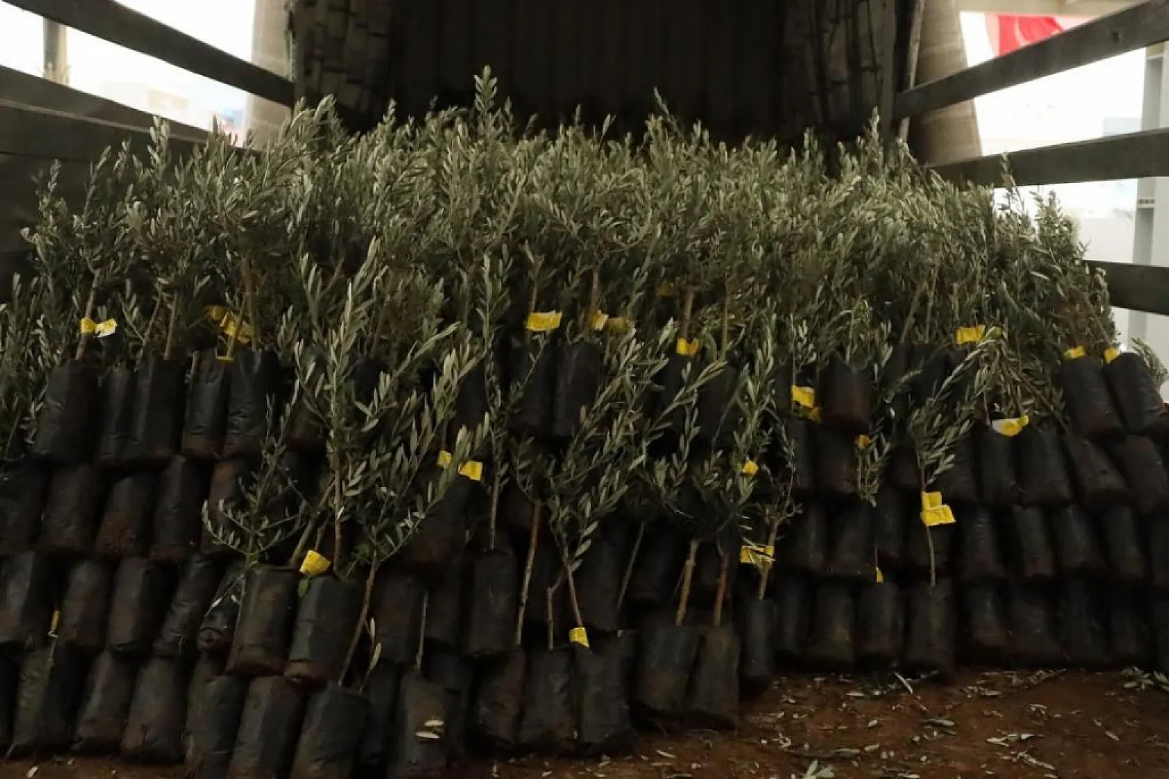 Muğla'da 20 bin zeytin fidanı toprakla buluştu