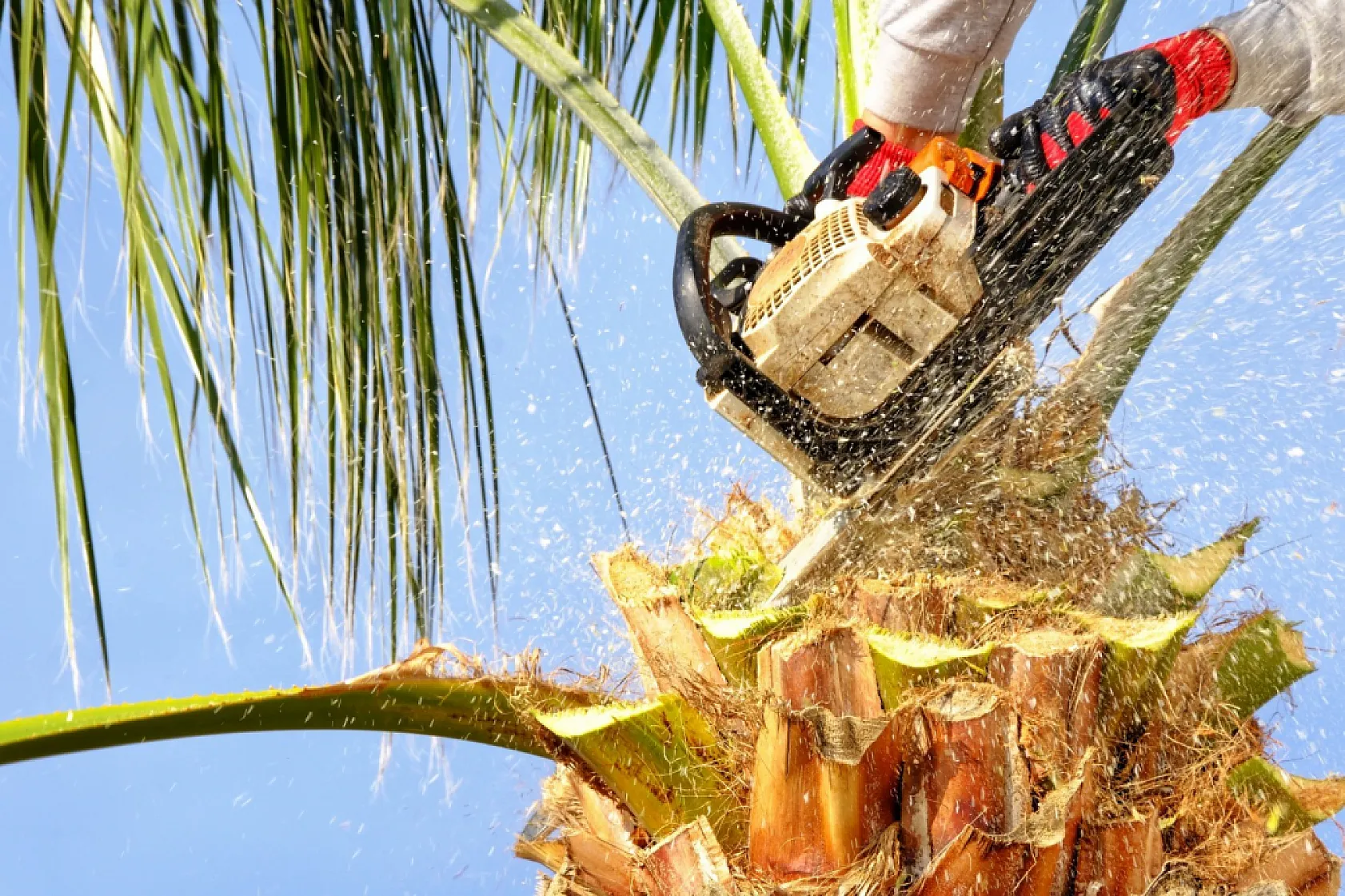 Bodrum'da palmiyelerde bakım zamanı