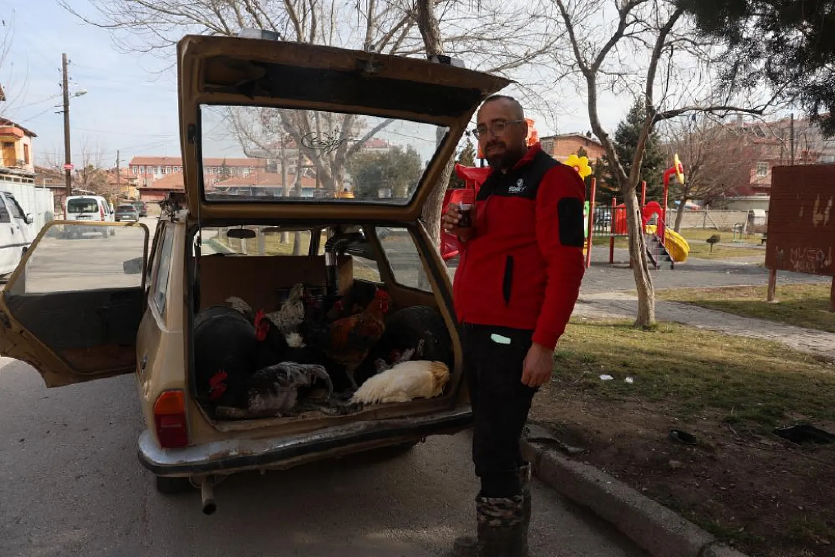 Bu tavuklar gerçekten 'geziyor'
