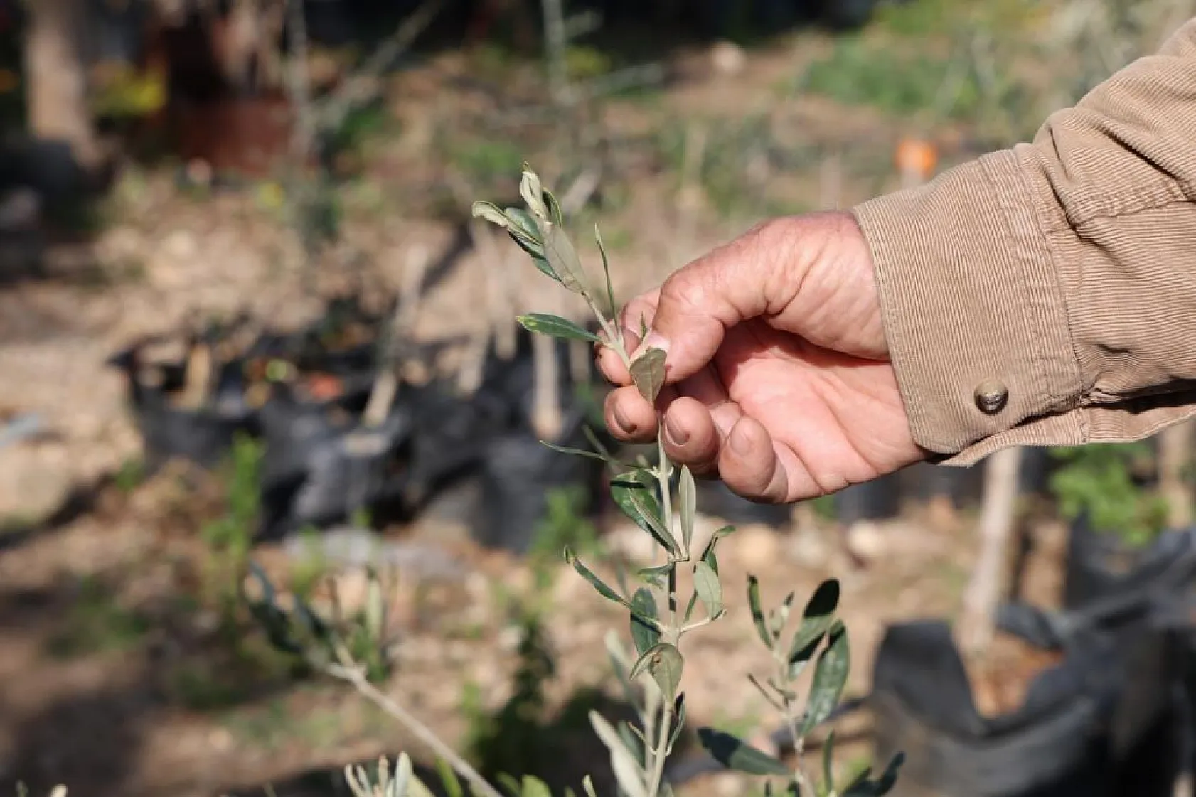 Dağdan topladıkları zeytin fidanlarını aşılayıp dayanıklı zeytin ağacı ortaya çıkardılar