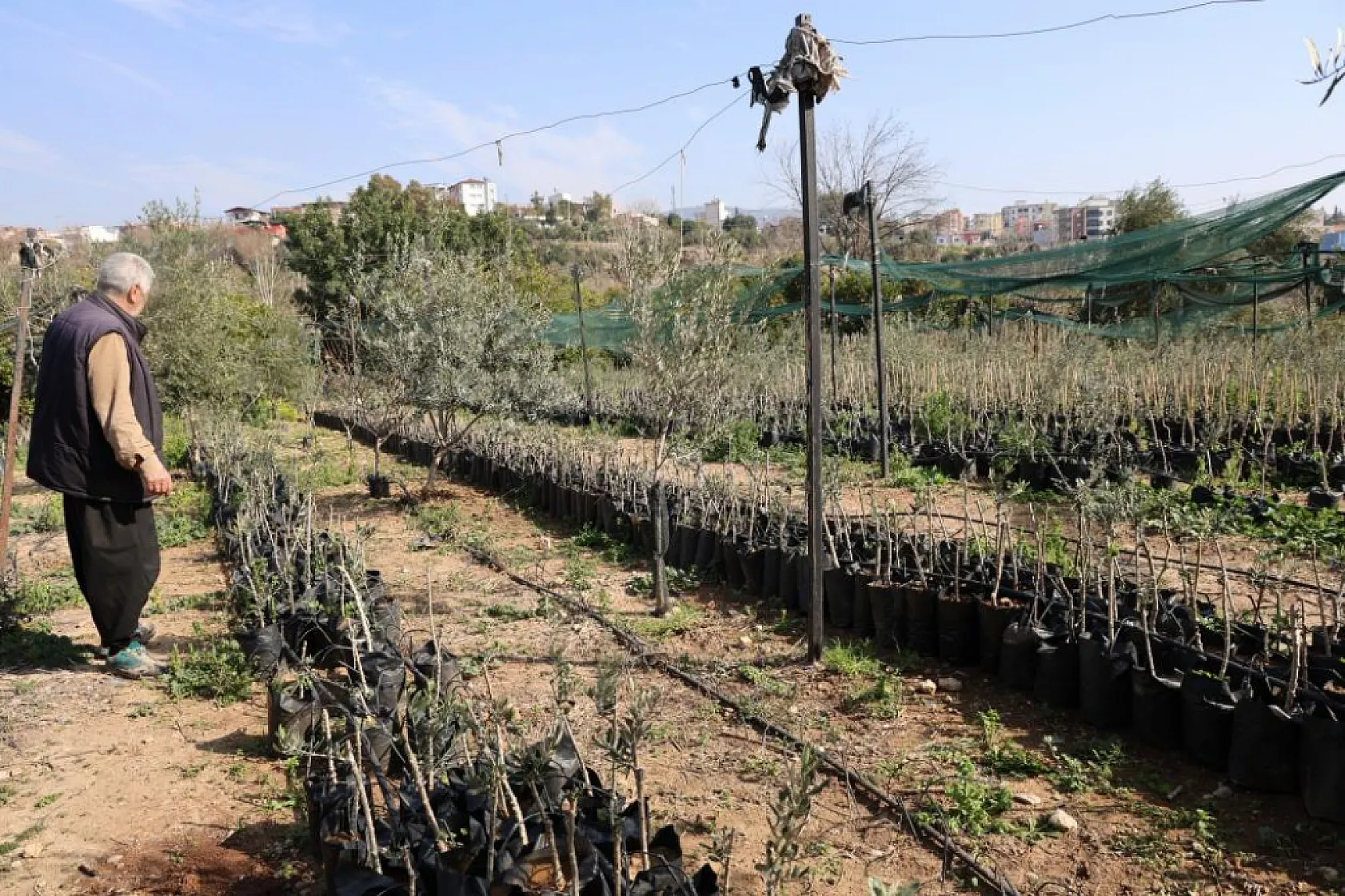 Dağdan topladıkları zeytin fidanlarını aşılayıp dayanıklı zeytin ağacı ortaya çıkardılar