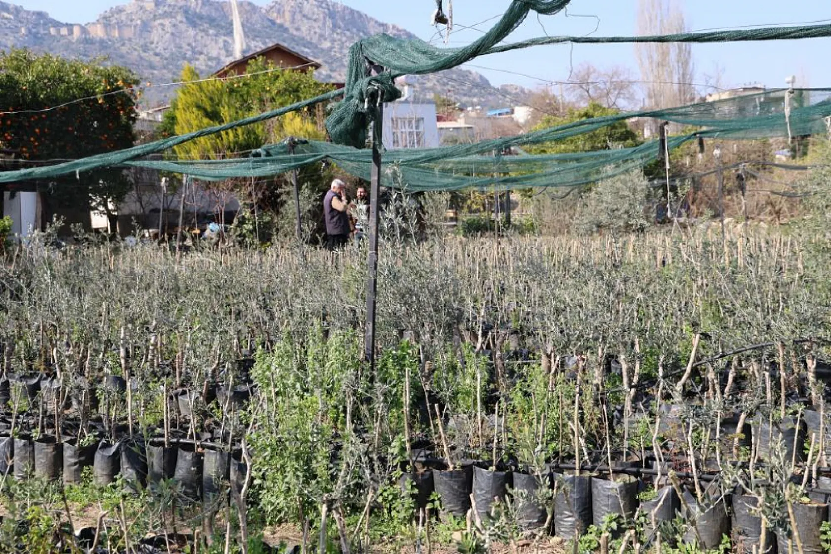 Dağdan topladıkları zeytin fidanlarını aşılayıp dayanıklı zeytin ağacı ortaya çıkardılar