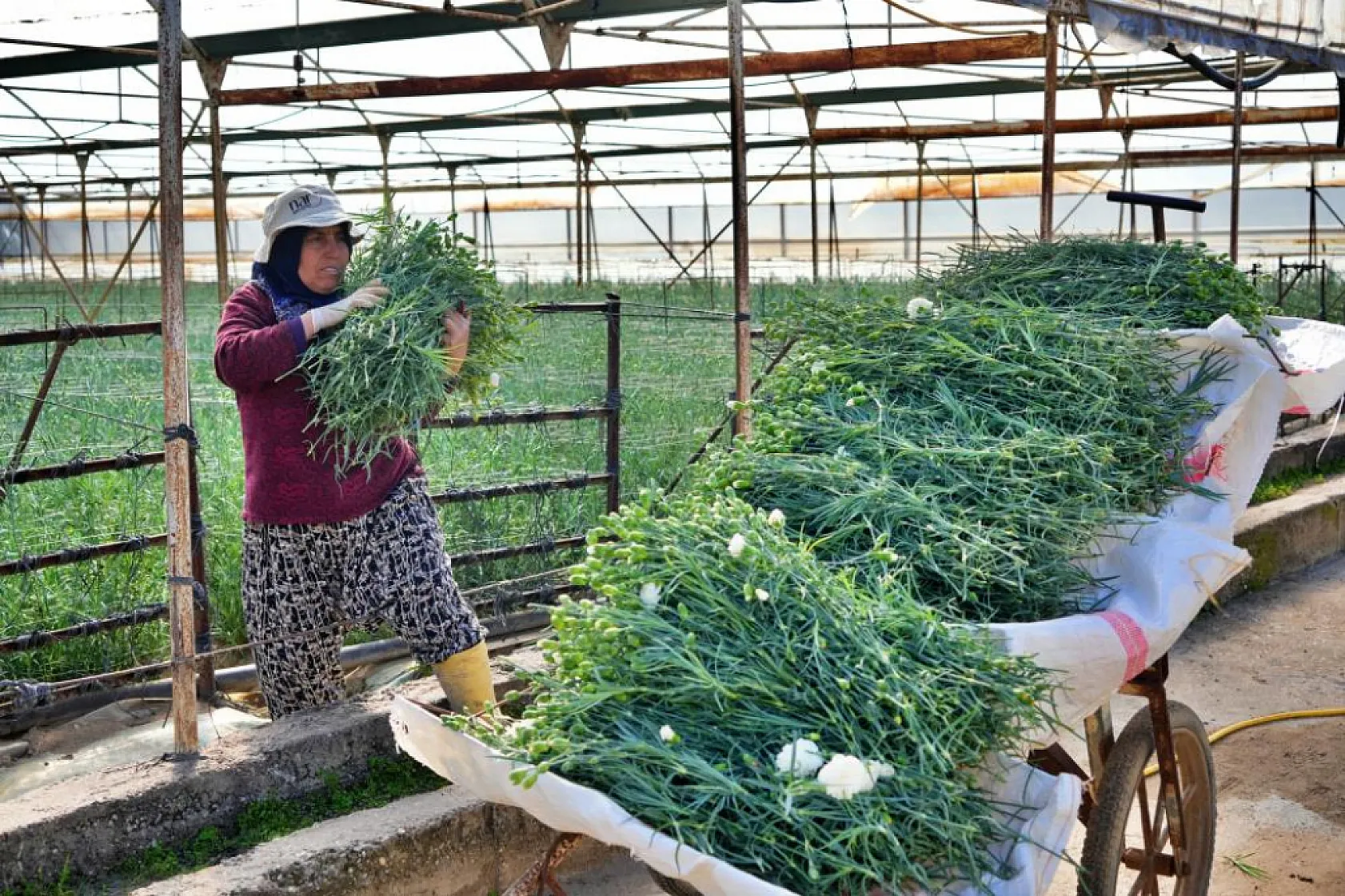 Kadınlar Günü'ne özel 80 milyon dal karanfil ihracatından 10 milyon dolarlık beklenti