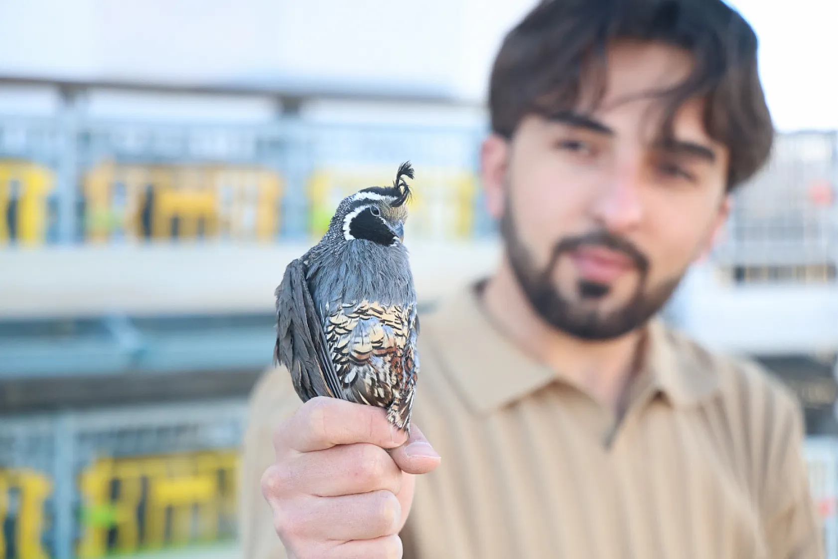 Üniversiteli genç ürettiği egzotik bıldırcınları dünyaya ihraç ediyor