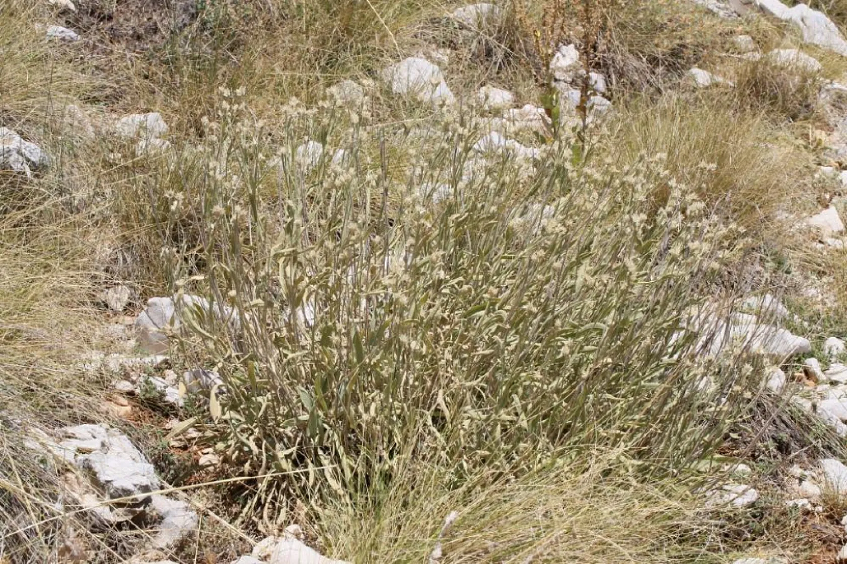 Antalya'da 23. Endemik Bitki Keşfedildi! İşte 'Efe Pelemiri'