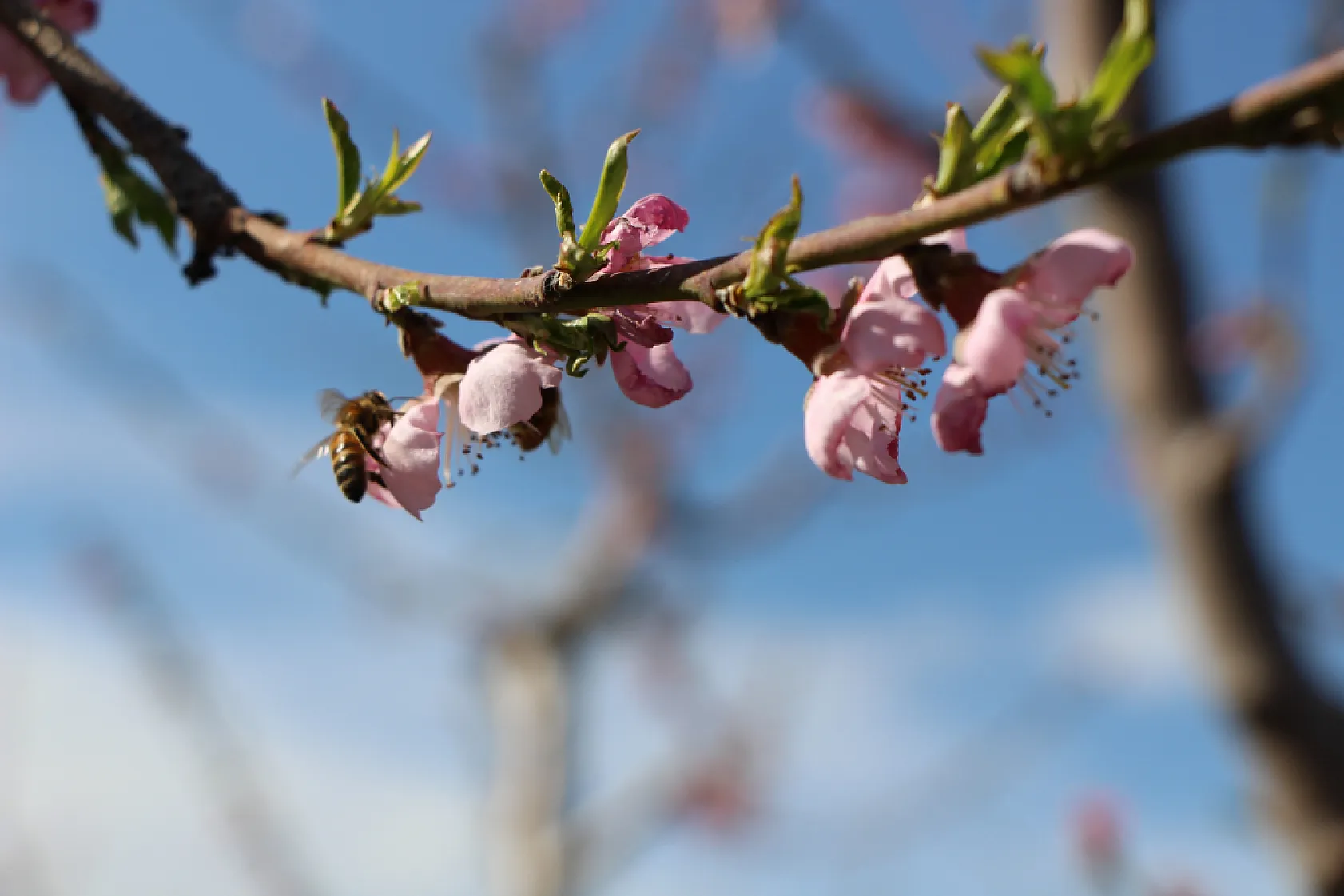 Ağaçların hepsini soğuktan korumak için dondurmuştu, tomurcukların yüzde 80'i çiçek açtı