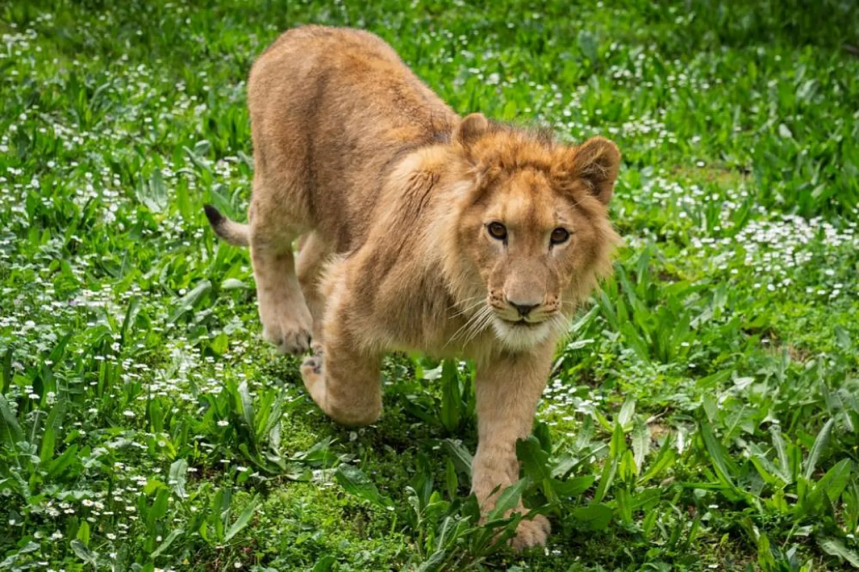 İzmir'de yavru aslan bulundu