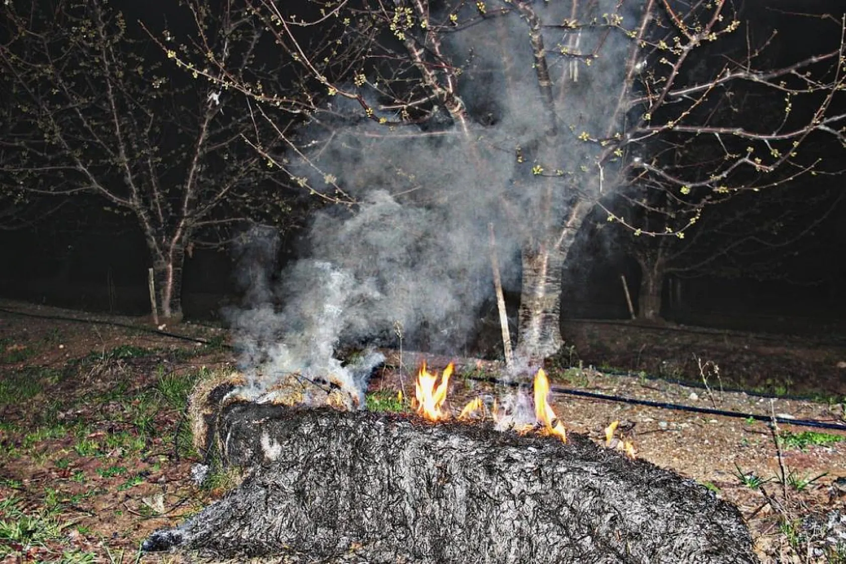Çiftçiler kara kara düşünüyor! Meyve ağaçları don yüzünden mahvoldu