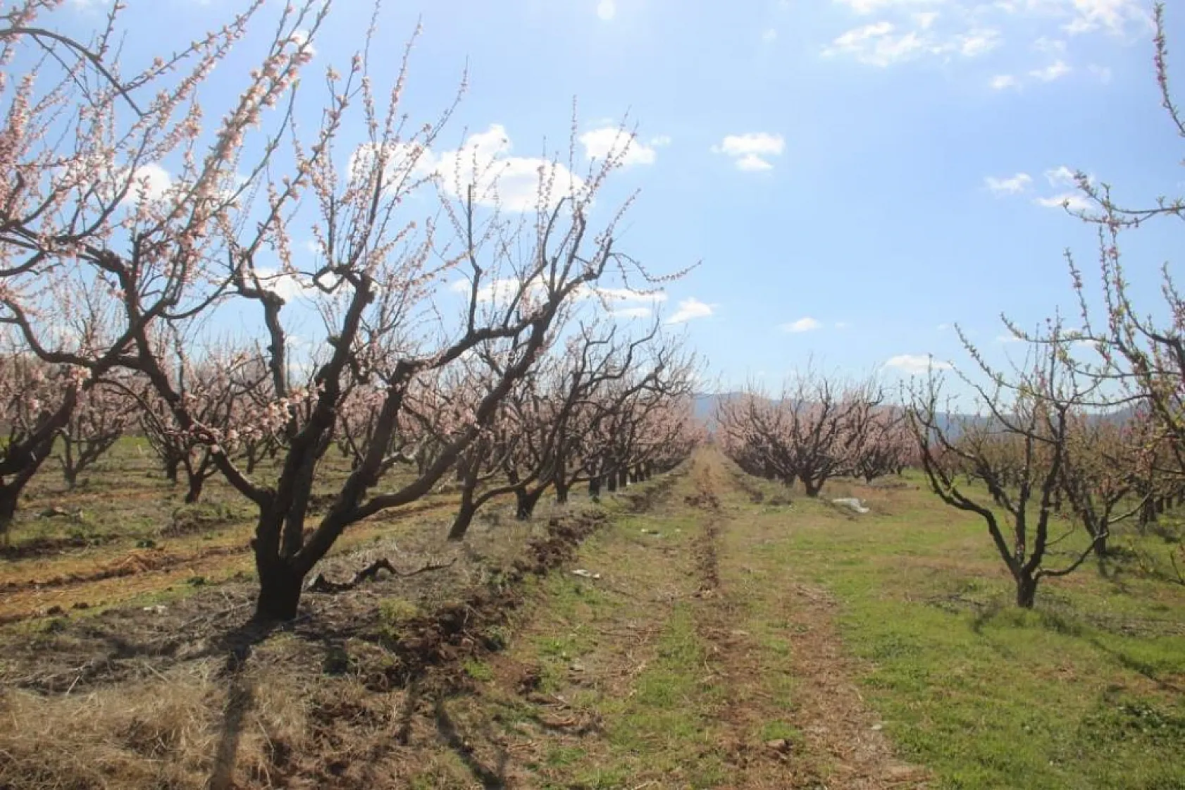 Çiftçiler kara kara düşünüyor! Meyve ağaçları don yüzünden mahvoldu